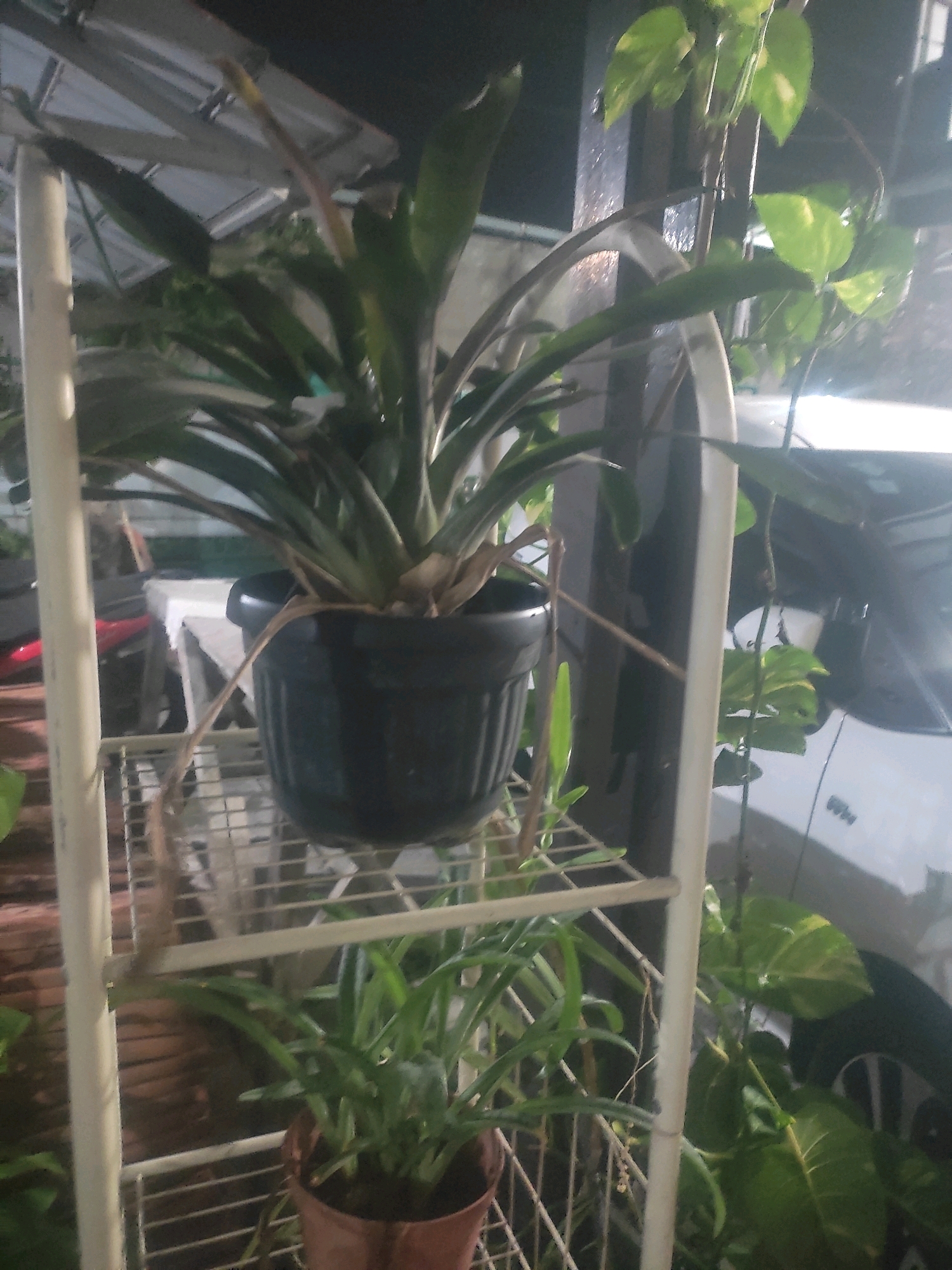 The image depicts a dimly lit outdoor scene, possibly a porch or garden area, with plants as the primary subjects. A white metal shelf unit holds several potted plants. The uppermost shelf contains a large bromeliad in a black plastic pot. The shelf below it holds a smaller plant in a reddish-brown pot. To the right of the shelf unit, a vine with large green leaves, possibly a Pothos, hangs down. In the background, out of focus, are elements of a residential or urban environment, including what appears to be a white car and possibly a portion of a building with a metal roof. The overall lighting suggests it is either dusk, dawn, or an artificially lit environment at night. The scene is consistent with a location in Bogor, Indonesia, given the common presence of such plants and urban features in that region. There are no people visible in the image.
