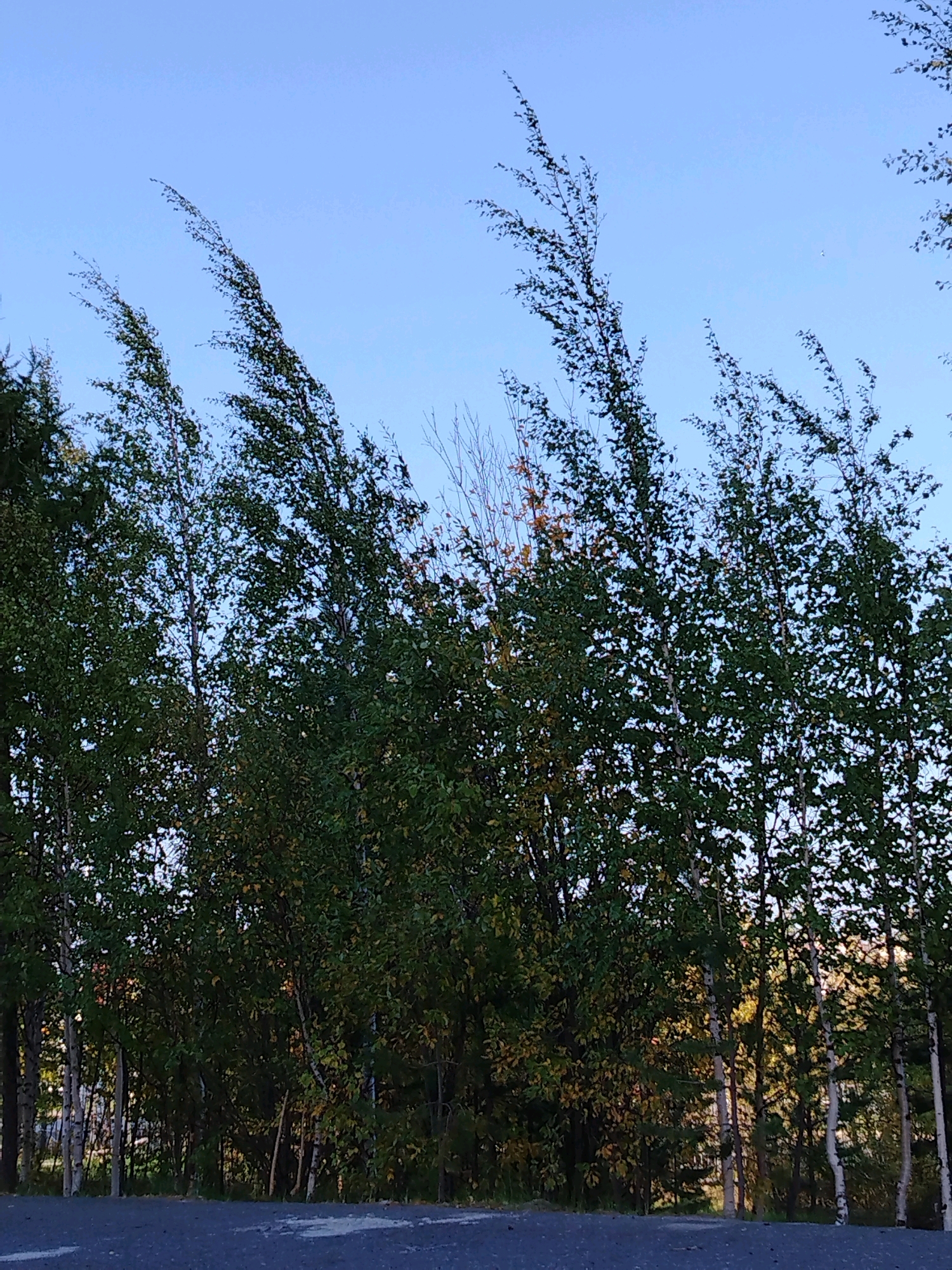 The image captures a cluster of birch trees with their branches swaying against a clear blue sky, indicative of wind. The trees are a mix of green foliage with some hints of yellow, suggesting the onset of autumn. The bark of the birch trees is characteristic with its white and black markings. In the foreground, a dark, textured surface, possibly asphalt or a similar road material, is visible. The background is obscured by the dense foliage, but suggests a natural or semi-natural environment. The scene is likely located in the city of Muravlenko, Russia, given the context provided. There are no people or animals visible in the image.