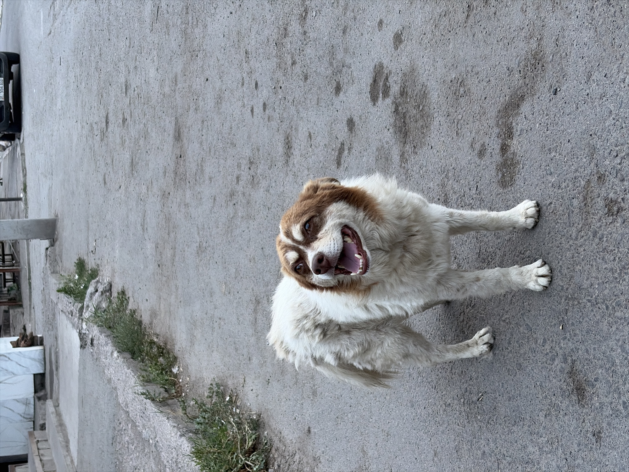 A medium shot captures a happy-looking dog with white and brown fur, its mouth wide open as if panting or barking. The dog is positioned on a gray asphalt surface, with patches of dry grass growing along a raised concrete curb to its left. In the background, a vehicle is partially visible on the left side of the frame. The lighting suggests it might be daytime, possibly overcast or late afternoon, given the soft shadows. The scene appears to be an outdoor urban or semi-urban environment in Kant, Kyrgyzstan. The dog's expression conveys a sense of playfulness or excitement. There is some visible text on the license plate of the vehicle, but it is not clearly legible.