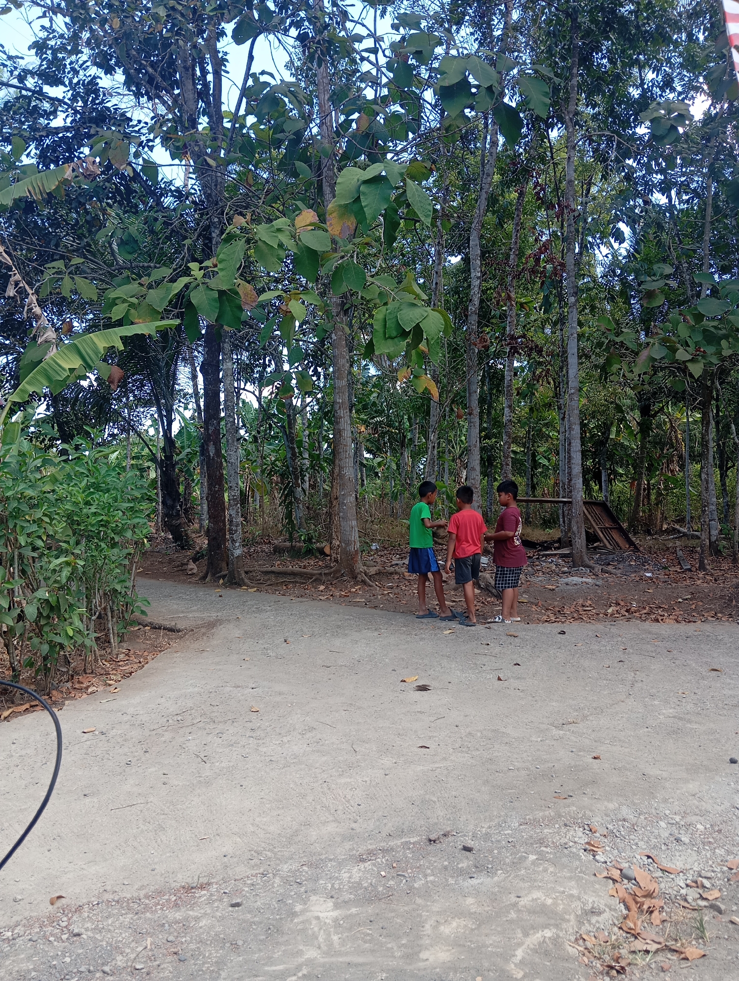 In the city of Kalialang, Indonesia, three young boys are standing on a dirt and gravel road that curves through a wooded area. The boy on the left wears a green t-shirt and a blue skirt. The boy in the middle wears a red t-shirt and black shorts. The boy on the right wears a burgundy t-shirt and checkered shorts. They appear to be interacting with each other. The surrounding environment consists of numerous tall trees with dense foliage, some appearing to be teak trees, with a clear sky overhead. The ground is covered with fallen leaves and dry grass. In the background, there is a partially visible wooden structure, possibly a shed or shelter. To the left of the road, there is a dense patch of green leafy bushes. The lighting suggests it is daytime.