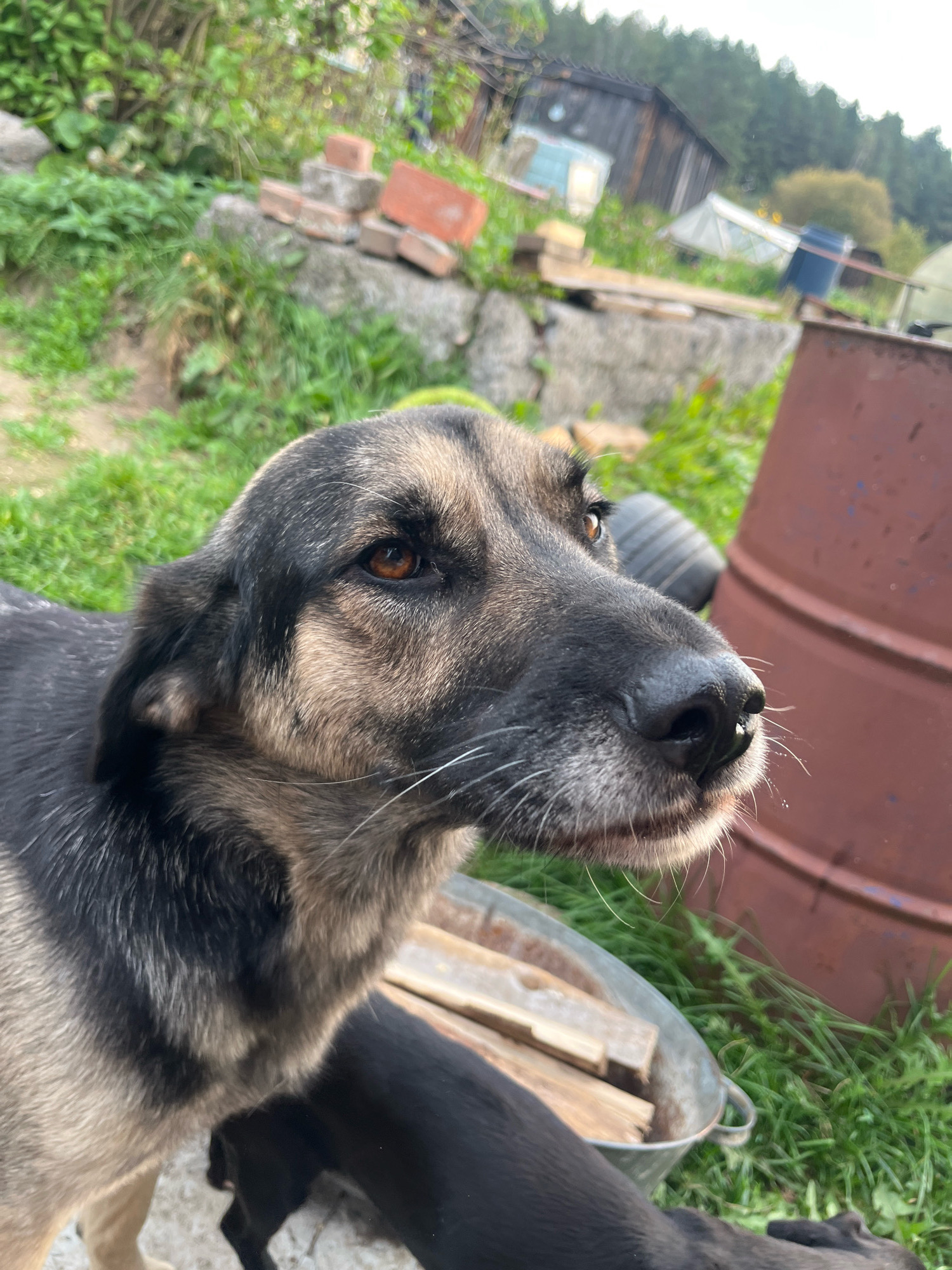 The image shows a close-up of a dog's face outdoors. The dog is a medium to large breed with gray and tan fur, prominent whiskers, and amber eyes. It is looking off to the right. In the background, there is greenery, some stacked bricks, a large rusty barrel, and a wooden structure that appears to be a shed or building. The ground is covered in grass and dirt. The overall setting suggests a rural or semi-rural environment, possibly a backyard or an open area near a settlement. There is no indication of the specific city of Nizhny Tagil, Russia, in the image itself.