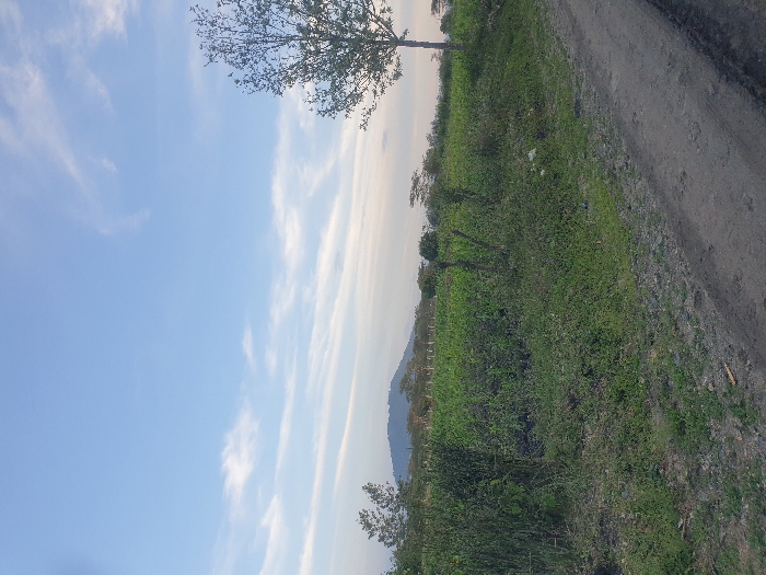 The scene depicts an expansive rural landscape in Mua ward, Kenya, observed under a clear light blue sky featuring scattered, thin white cirrus clouds. A prominent, vegetated mountain or large hill forms the distant horizon line. In the midground, a large field of green, cultivated crops, likely maize or similar, extends horizontally, bordered by denser green bushland and scattered trees. Several vertical wooden posts are discernible within the cultivated area. The foreground on the right features an unpaved dirt road or track with visible tire ruts, angling from the bottom right towards the mid-right. Adjacent to the road, on the left, is an uncultivated strip of ground covered with varied green grasses and some scattered refuse, including a piece of white plastic material. A tall, slender tree with relatively sparse foliage stands on the far right, partially cropped by the image frame. No individuals, animals, or active subjects are visible within the frame.