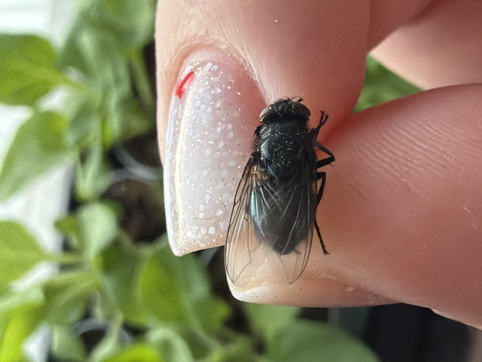 A close-up photograph, taken in Chaikovsky, Russia, features a dark, iridescent metallic green-blue fly, consistent with the *Calliphoridae* family, resting horizontally on a human finger. The finger's nail is visible, coated in a translucent glitter nail polish, with a distinct small red marking near the cuticle. The fly's transparent wings are extended, with clearly visible venation, and its six legs are in contact with the light-toned skin. The background consists of out-of-focus green foliage, suggesting the presence of plants.