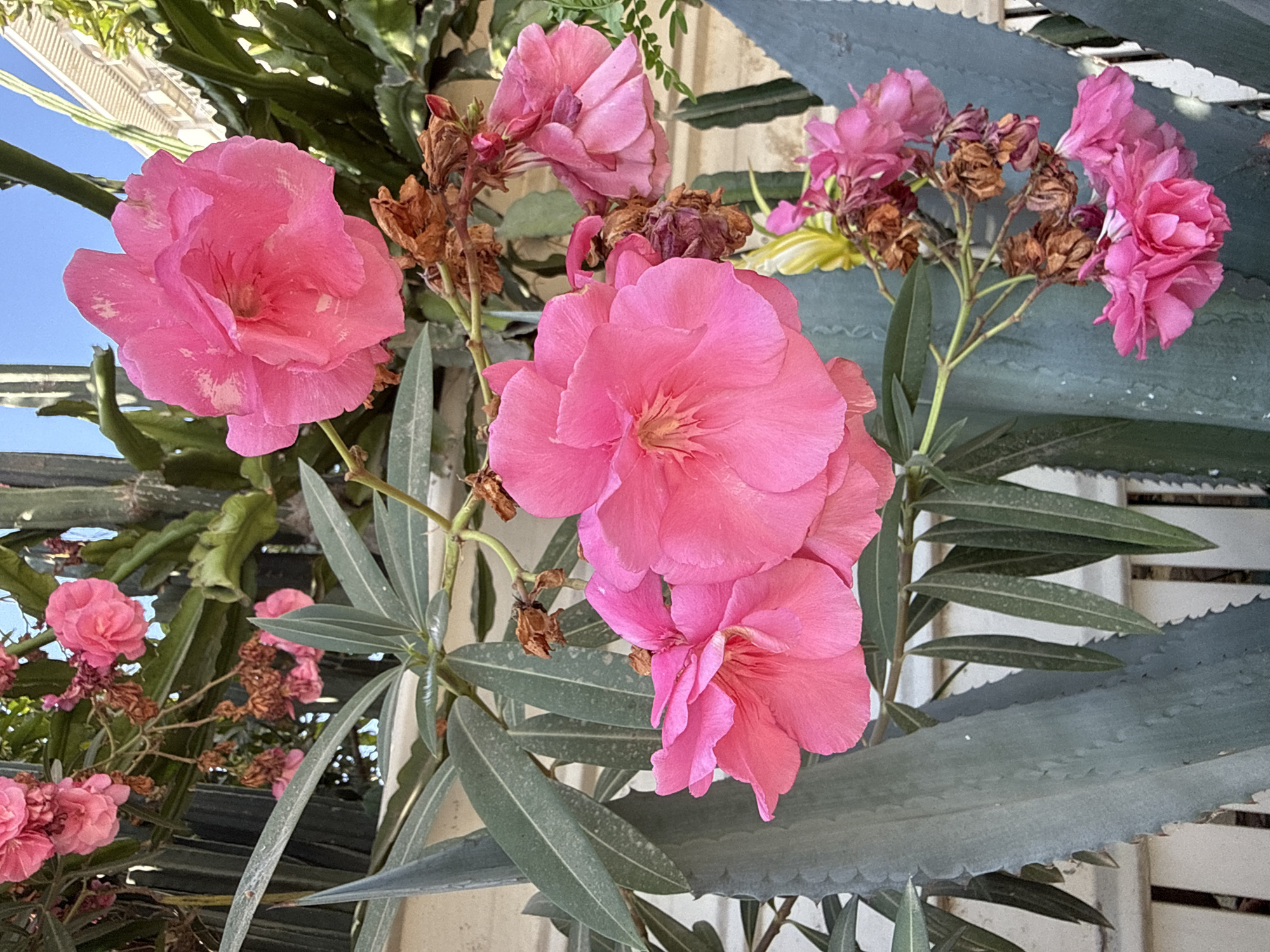 A close-up shot shows bright pink oleander flowers in full bloom, with several clusters of flowers on slender branches. Some of the flowers are fully open, revealing delicate petals and stamens, while others are in various stages of unfurling. Among the vibrant blooms are dried, brown seed pods and wilting flowers, indicating a mix of new growth and the end of a flowering cycle.
The flowers are set against a backdrop of grey-green, spiky leaves, likely from an agave plant, with some showing a slightly dusty surface. In the background, there are hints of tall, ribbed cactus or similar plant structures, and a white picket fence. The sky above is a clear, bright blue.
The image was taken in the city of Lod, Israel, suggesting a Mediterranean climate suitable for these types of plants. The overall impression is one of abundant natural beauty, with a touch of the ephemeral nature of flowers.