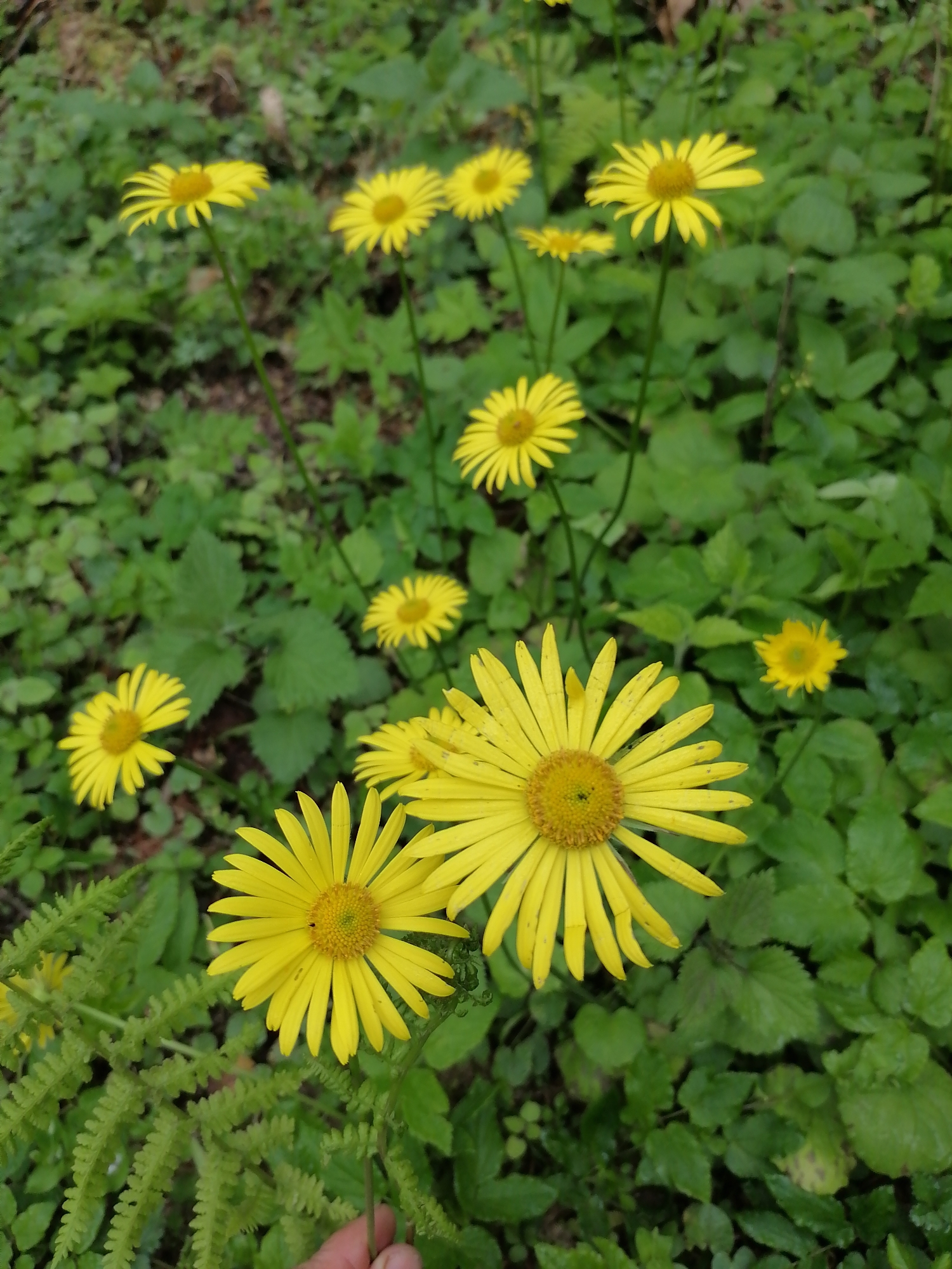 A close-up shot reveals a collection of yellow Doronicum flowers, also known as leopard's bane, blooming amidst a lush green undergrowth. The flowers, with their bright yellow petals radiating from a central disc, are in various stages of bloom, some fully open and others just emerging. The surrounding vegetation includes a variety of leafy green plants and ferns, contributing to a verdant, natural environment. A blurred hand is seen in the lower portion of the image. The location is likely Medoveevka, Russia.