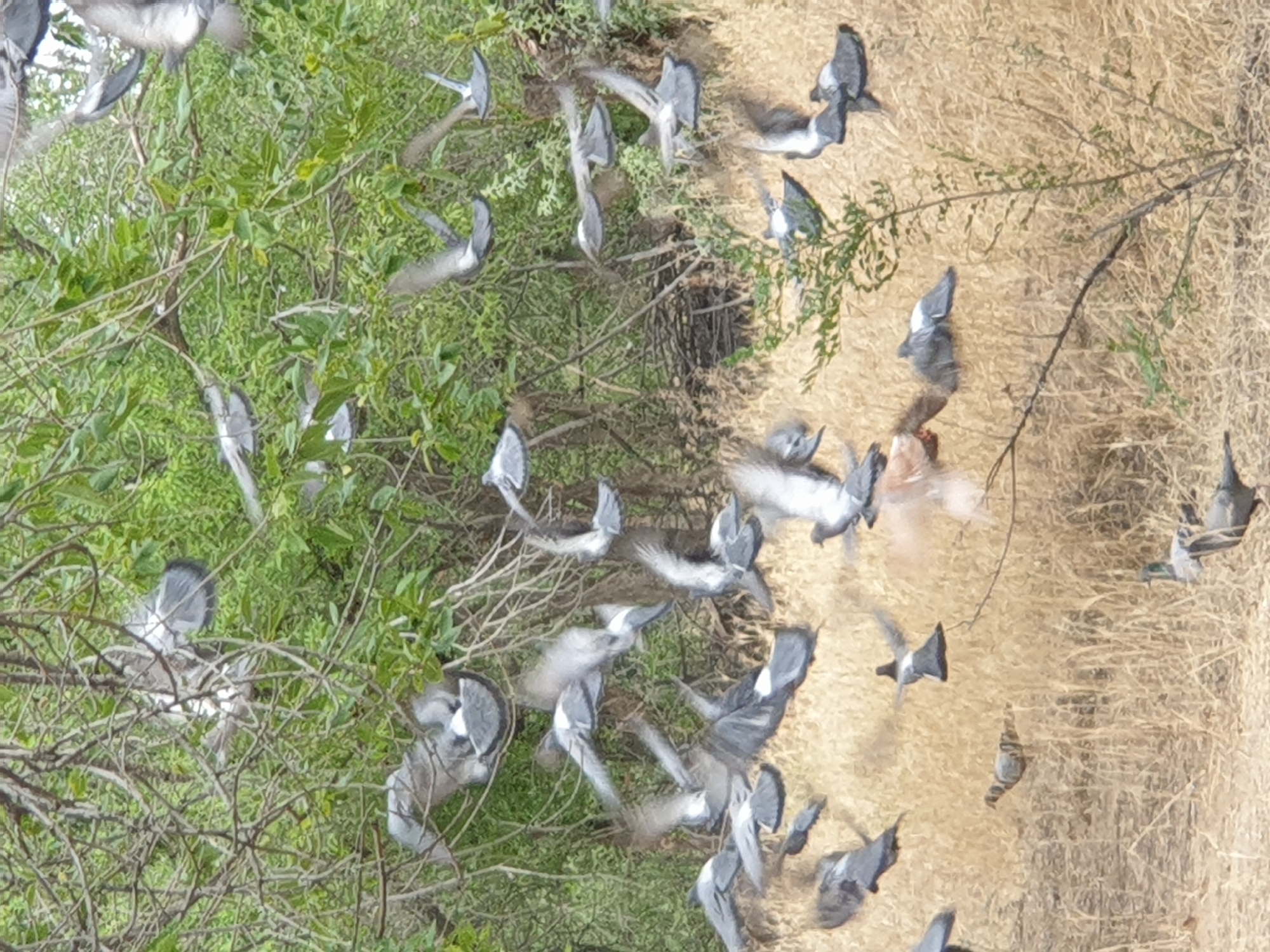 In the city of Qonaev, Kazakhstan, a flock of pigeons takes flight amidst dry, golden grass and the dense green foliage of trees. The birds are captured in various stages of flight, with wings spread and bodies angled in different directions. The scene is dynamic, suggesting a sudden disturbance that caused the flock to ascend. The natural environment is characterized by overgrown vegetation and dry ground cover, typical of a rural or park-like setting within the city.