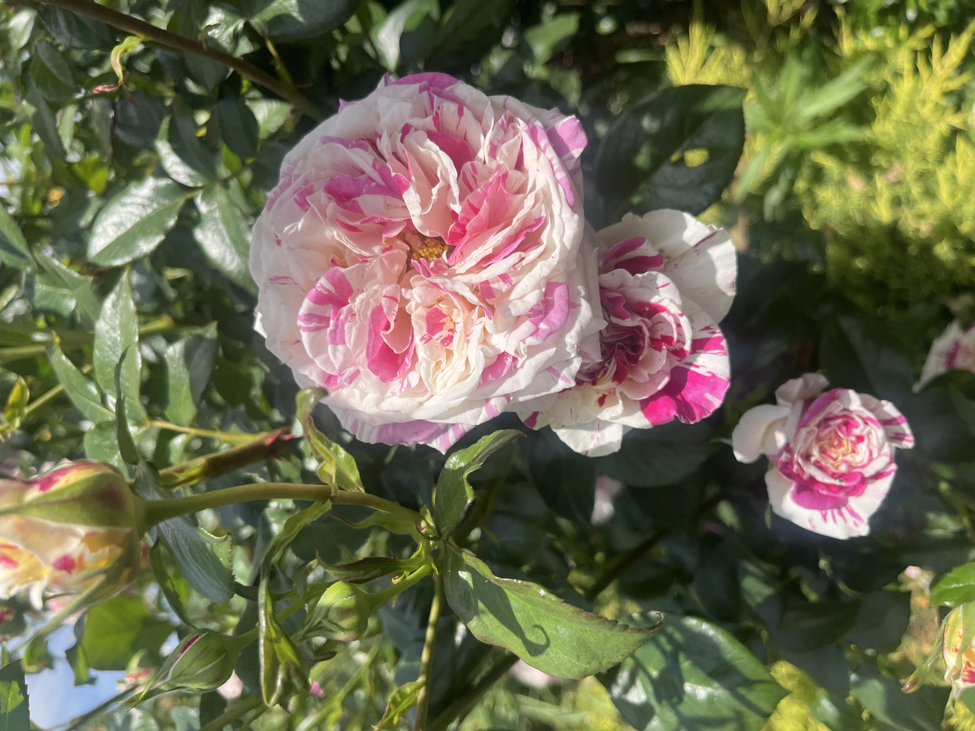 This is a close-up, high-angle shot of several pink and white striped roses growing on a bush outdoors, likely in a garden. The roses are in various stages of bloom, with some fully open and others still in bud. The leaves of the rose bush are a vibrant green, and sunlight filters through them, creating a dappled effect on the flowers and foliage. The background is a blur of green and yellow foliage, suggesting other plants in the vicinity. The image does not contain any people or identifiable landmarks that would indicate a specific location in Onokivtsi, Ukraine.