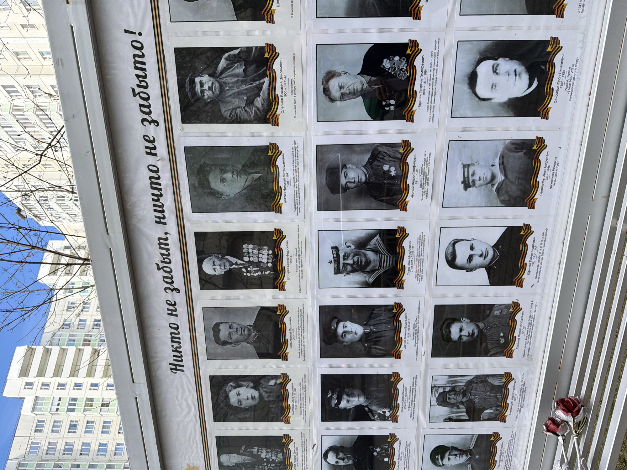 The image displays a large outdoor memorial board, likely a "Wall of Remembrance" or "Immortal Regiment" exhibit, featuring numerous black-and-white portraits of individuals. These are predominantly men in military uniform, but also include several women, all appearing to be veterans or casualties of the Great Patriotic War (World War II). Each portrait is framed with a decorative border resembling the St. George ribbon, a symbol of military valor.
Below each photo, printed text in Russian provides biographical details, including full names (e.g., Слепнев Василий Зиновьевич, Паршин Георгий Тимофеевич), years of birth and/or death (e.g., 1900-1942, 1909-1994), military ranks (e.g., Krasnoarmeyets, Major, Private, Red Fleet Sailor), and information about their service, participation in battles (such as the Leningrad Front), awards (e.g., Orders of Lenin, Red Star), or fate (e.g., "Missing in action in October 1942 near Sinyavino," "Died in the forest near Myasnoy Bor, Leningrad Oblast").
A prominent slogan, "Никто не забыт, ничто не забыто!" (No one is forgotten, nothing is forgotten!), is displayed vertically along the left side of the board. In the background, a modern, multi-story residential building is visible under a clear blue sky, with bare tree branches suggesting early spring or late autumn. The sunny weather indicates it is daytime. On a white railing or bench in the bottom right, two artificial roses, one red and one white/pink, are placed, signifying a commemorative act. This public display, located in Saint Petersburg, Russia, serves as a poignant tribute to local war heroes.