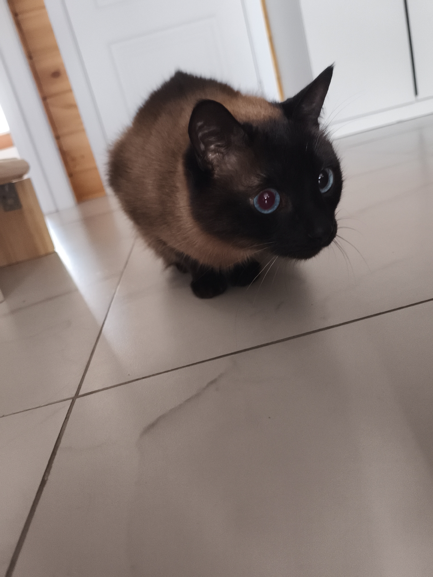 A Siamese cat with striking blue eyes is the subject of this medium shot, captured from a slightly low angle. The cat is positioned in the center of the frame, its body curled slightly, with its head turned to the right. Its fur is a mix of dark brown and tan, typical of the Siamese breed, and its eyes exhibit an unusual reddish glow around the pupils, likely due to the camera's flash. The background suggests an indoor setting with a tiled floor. The tiles are a neutral beige color, laid in a grid pattern. In the upper left of the frame, a wooden element, possibly part of furniture, is visible. To the right, a plain white wall or door is partially in view. The lighting appears to be a mix of natural light and artificial light, with a noticeable glare on the floor. The image is sharp, focusing clearly on the cat's face. No specific urban elements are present to indicate a location within the city of Русский Вожой, Russia.
