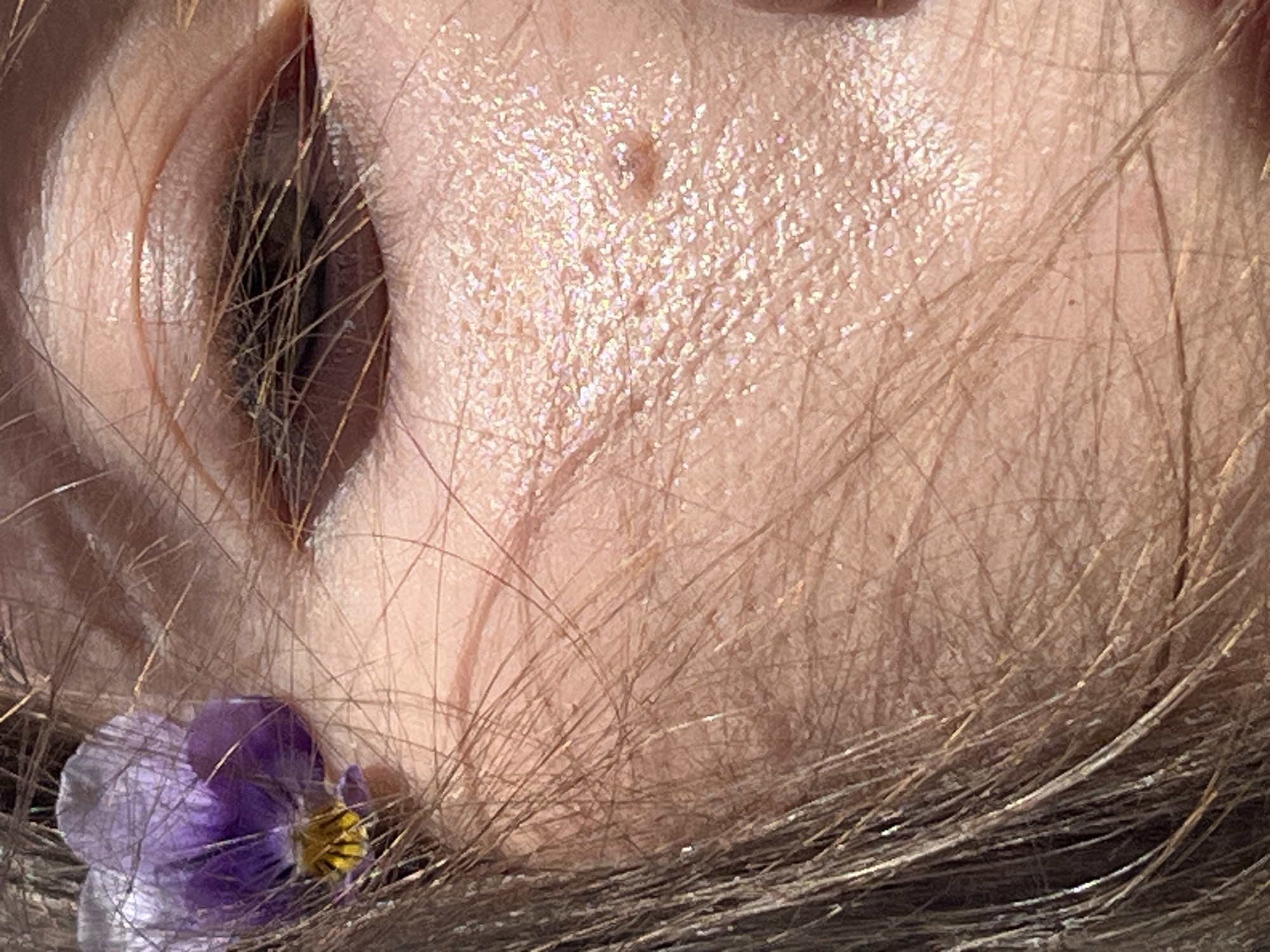 This is an extreme close-up, macro photograph focusing on a small purple and yellow flower nestled amongst a person's skin and hair. The skin appears to be a very light complexion, with fine hairs and texture visible, including pores and some light sheen. There is a small mole or raised bump on the skin. The flower is a violet, with delicate purple petals and a yellow center. It is partially obscured by strands of light brown hair, which also frame the skin. The overall lighting creates a soft, diffused effect, highlighting the textures of the skin and the delicate nature of the flower. The image evokes a sense of intimacy and natural beauty, with the flower appearing as a delicate accent to the human form. No visible text is present in the image. The context of the scene is unknown, but the close-up nature suggests a deliberate composition focusing on the interplay of natural elements.