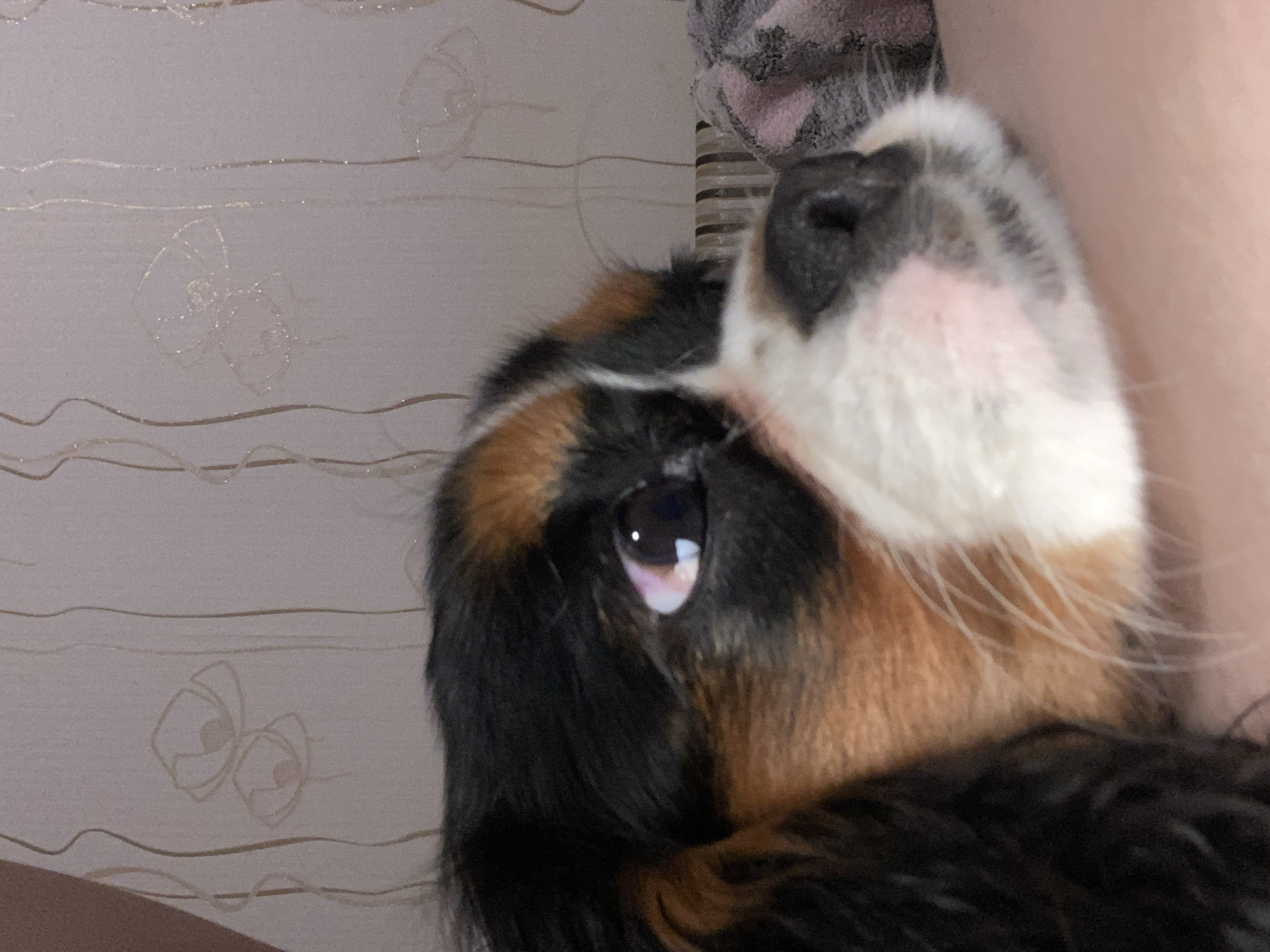 This is a close-up, eye-level, indoor photograph of a Cavalier King Charles Spaniel dog. The dog's head is partially visible, with its face turned towards the right of the frame. The dog has a tri-color coat, with black, brown, and white markings. Its left eye is clearly visible, appearing dark with a subtle reflection. The background consists of a textured wall with a floral pattern and vertical lines, suggesting an indoor domestic setting. A portion of a pink and gray patterned blanket or fabric is visible in the lower right corner. The lighting appears to be artificial. The image is devoid of any elements that would indicate its location within the city of Votkinsk, Russia.