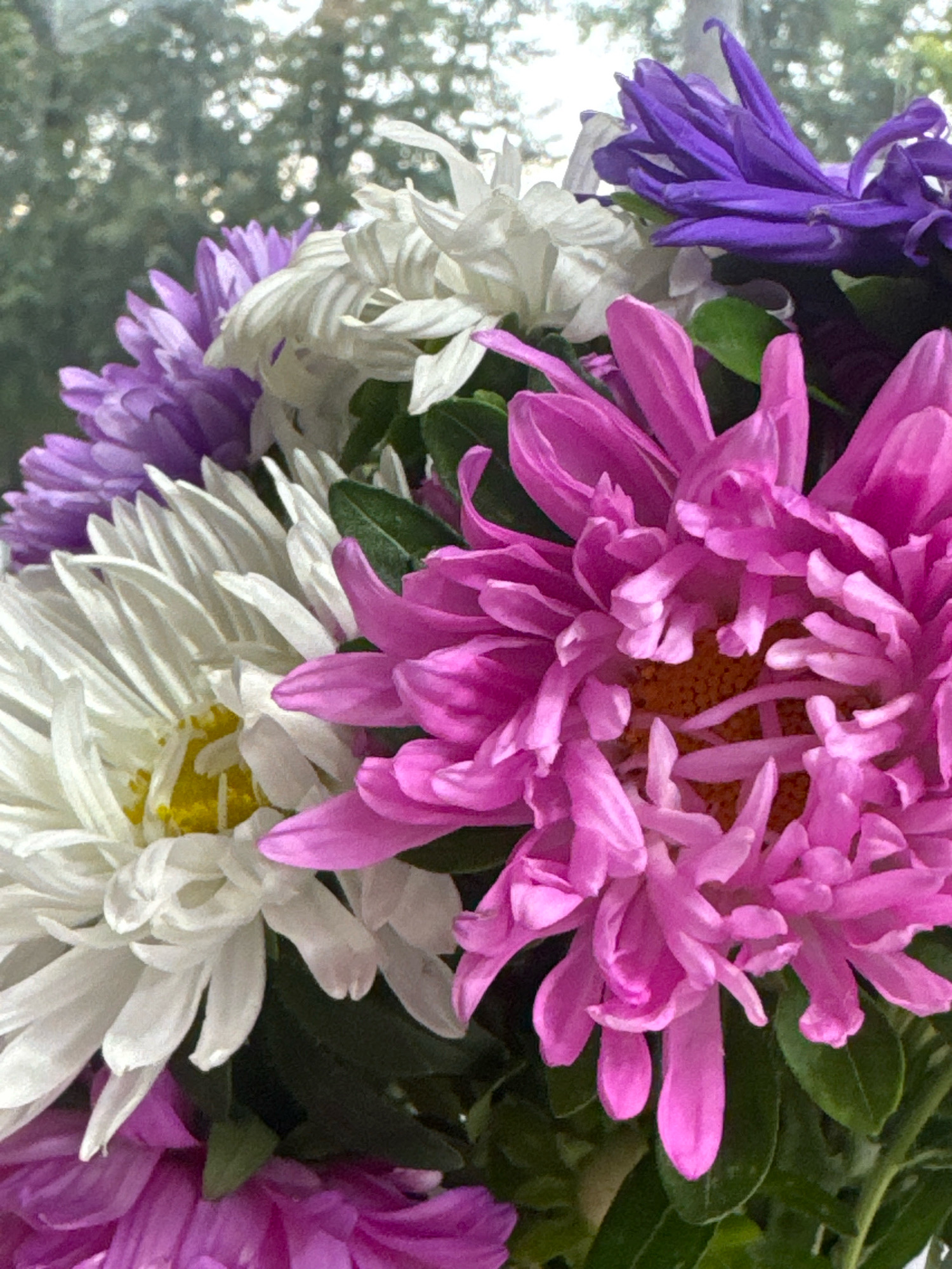 This is a close-up, vertical, eye-level shot of a bouquet of asters. The flowers are in various stages of bloom and are a mix of white, pink, and purple. The white asters are in the foreground and mid-ground, with some showing their yellow centers. The pink asters are also prominent, with many delicate petals. Purple asters are visible in the background. The background is softly blurred, showing green foliage and hints of light, suggesting an outdoor setting or a room with a window. The image does not contain any people or specific landmarks that would allow for the identification of a location in Ulyanovsk, Russia.