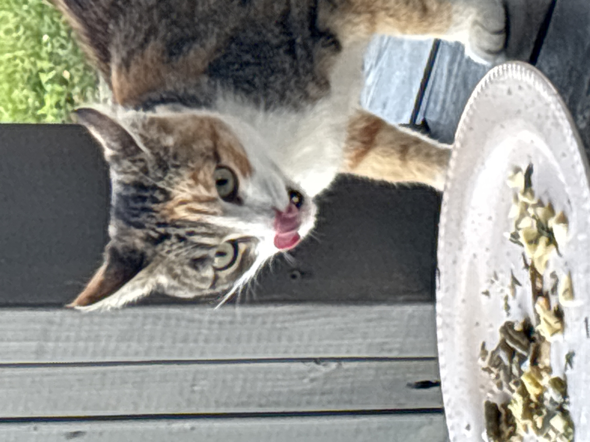 A calico cat is licking its lips while standing over a white paper plate filled with what appears to be scattered food remnants. The cat has green eyes, white, orange, and black fur. Behind the cat, a wooden fence and lush green foliage are visible. The scene is captured from a slightly elevated angle, with the cat positioned on a wooden surface. The image does not contain any visual information that would place it in Zvenigorod, Russia.