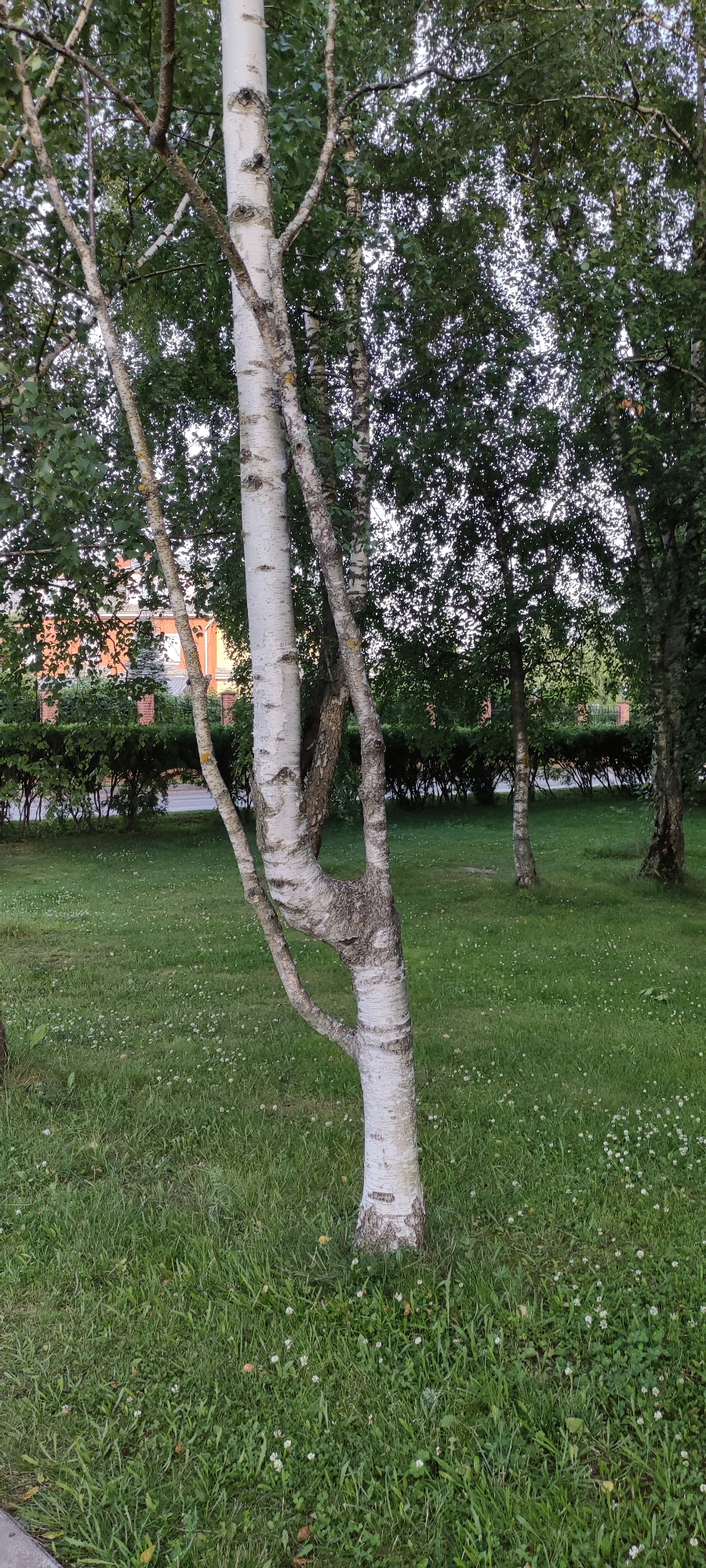 The image depicts a serene outdoor scene in a park-like setting. The primary subjects are several birch trees with their distinctive white bark, standing tall amidst lush green grass dotted with small white flowers. One of the birch trees in the foreground has a unique, contorted trunk where branches have grown and intertwined in an unusual manner, creating an interesting focal point.
In the background, a dense line of manicured green bushes forms a natural barrier, behind which can be seen the upper portion of a brick building with orange-red brickwork and white window frames. This building, along with the well-maintained greenery, suggests a residential or possibly a community area. The overall setting is tranquil and appears to be a part of Ангелово Клубная Резиденция in Russia.
The time of day appears to be late afternoon or early evening, as indicated by the soft, diffused light and the slightly muted colors of the foliage. The sky is not visible, but the lighting suggests it might be overcast or that the sun is low on the horizon. There is no discernible activity or event taking place; the scene is static and peaceful. No people are visible in the image. There is no visible text. The overall mood conveyed by the image is one of quiet natural beauty and calmness.