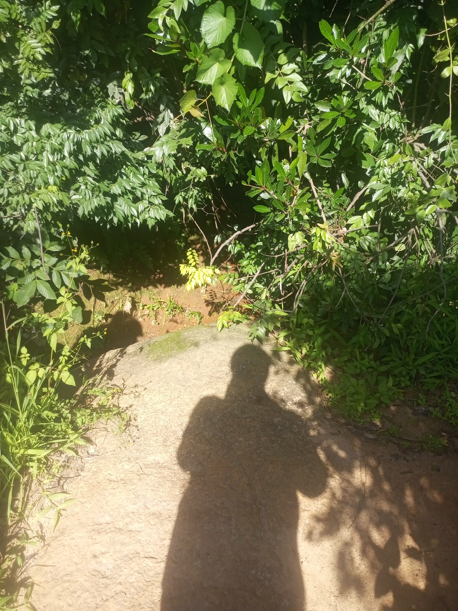 The image captures a sun-dappled path through lush green vegetation. In the foreground, a prominent shadow of a person, possibly taking the photograph, is cast across a light-colored, rocky surface. The path appears to be outdoors, suggesting a natural setting such as a park or hiking trail within Jos, Nigeria. The surrounding environment is densely populated with trees and plants, with sunlight filtering through the leaves, creating a play of light and shadow on the ground. The overall scene evokes a sense of being immersed in nature.
