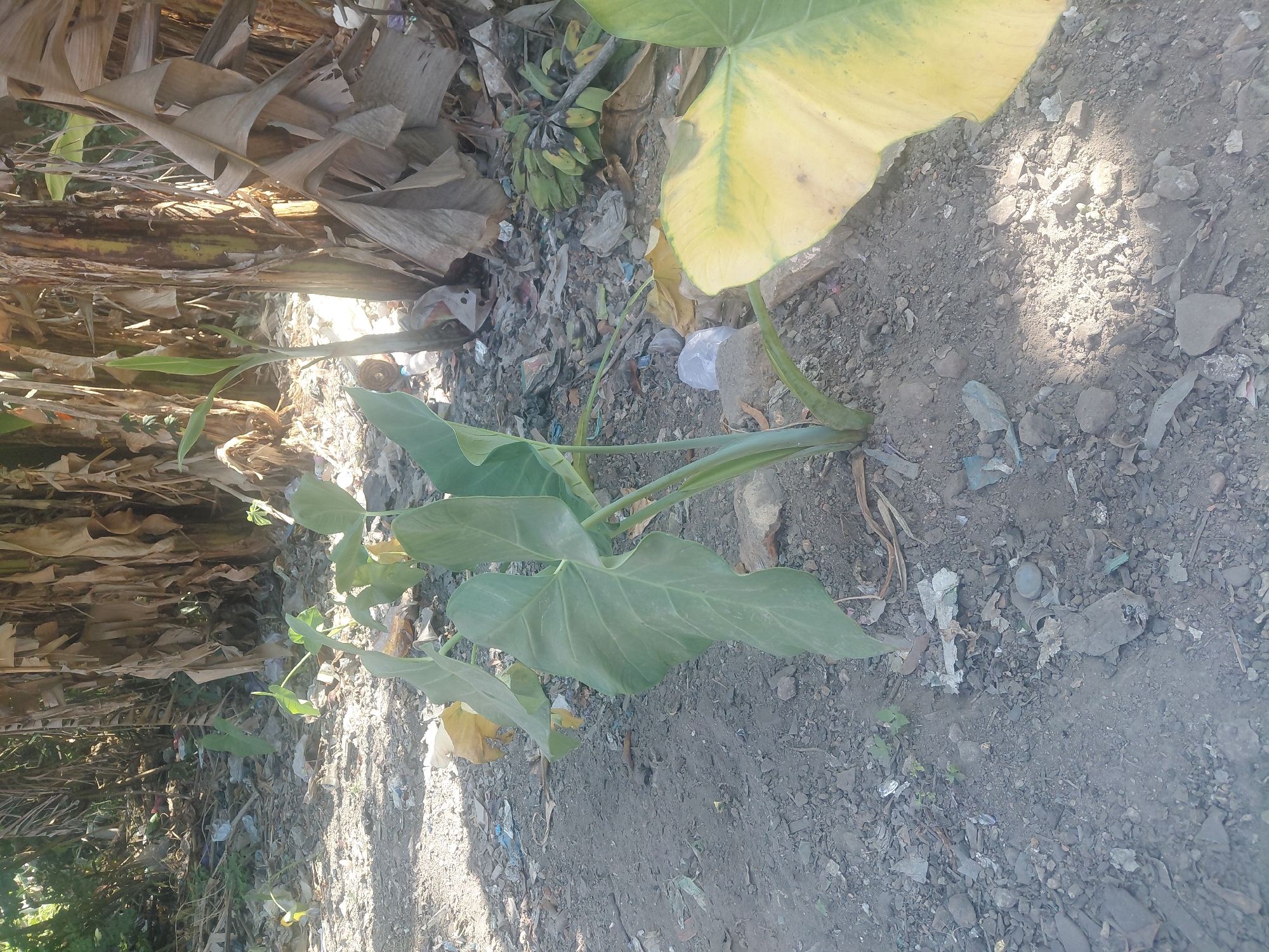 In Kendari, Indonesia, a young taro plant with large, heart-shaped green leaves grows in a patch of dry, dusty soil. The surrounding environment is littered with debris, including plastic bottles, wrappers, and dried banana leaves, suggesting a neglected or unkempt area. In the background, several mature banana trees stand tall, their dry, brown leaves creating a backdrop of decay. The scene is illuminated by natural sunlight, casting shadows across the ground.