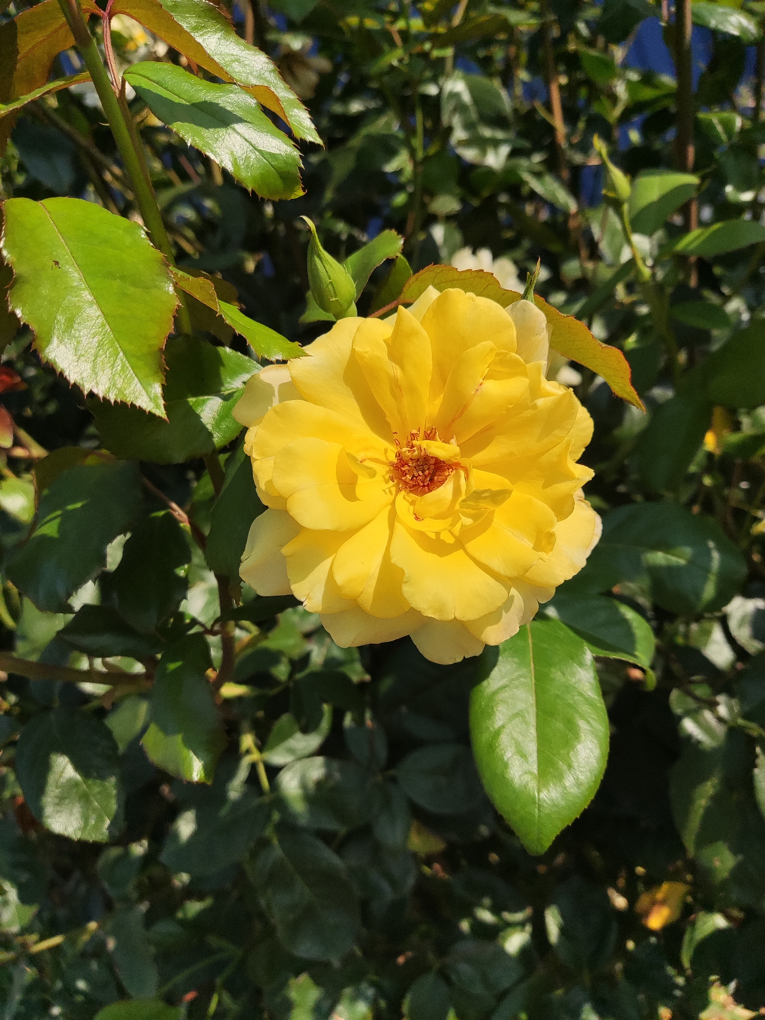 A close-up, eye-level, sunlit photograph captures a vibrant yellow rose in full bloom, positioned slightly off-center to the right. The rose's petals are a rich, buttery yellow, with some edges appearing lighter and almost white where the sunlight hits them most intensely. The center of the rose reveals delicate stamens, a reddish-brown hue.
Surrounding the rose are lush, dark green leaves. Some leaves are sharply in focus, showcasing their serrated edges and the subtle veins running through them. Other leaves, particularly those in the background, are softer in focus, creating a bokeh effect that further accentuates the rose. A small, closed green bud is visible to the upper left of the blooming rose.
The background consists of a dense tangle of more green foliage and stems, suggesting a rose bush or garden. The overall lighting indicates a bright, sunny day.
The photograph was taken in Kryvyi Rih, Ukraine. The specific location within Kryvyi Rih is not discernible from the image itself, but the presence of a well-maintained rose suggests a garden, park, or potentially a residential area with landscaping. There are no people or animals visible in the image.