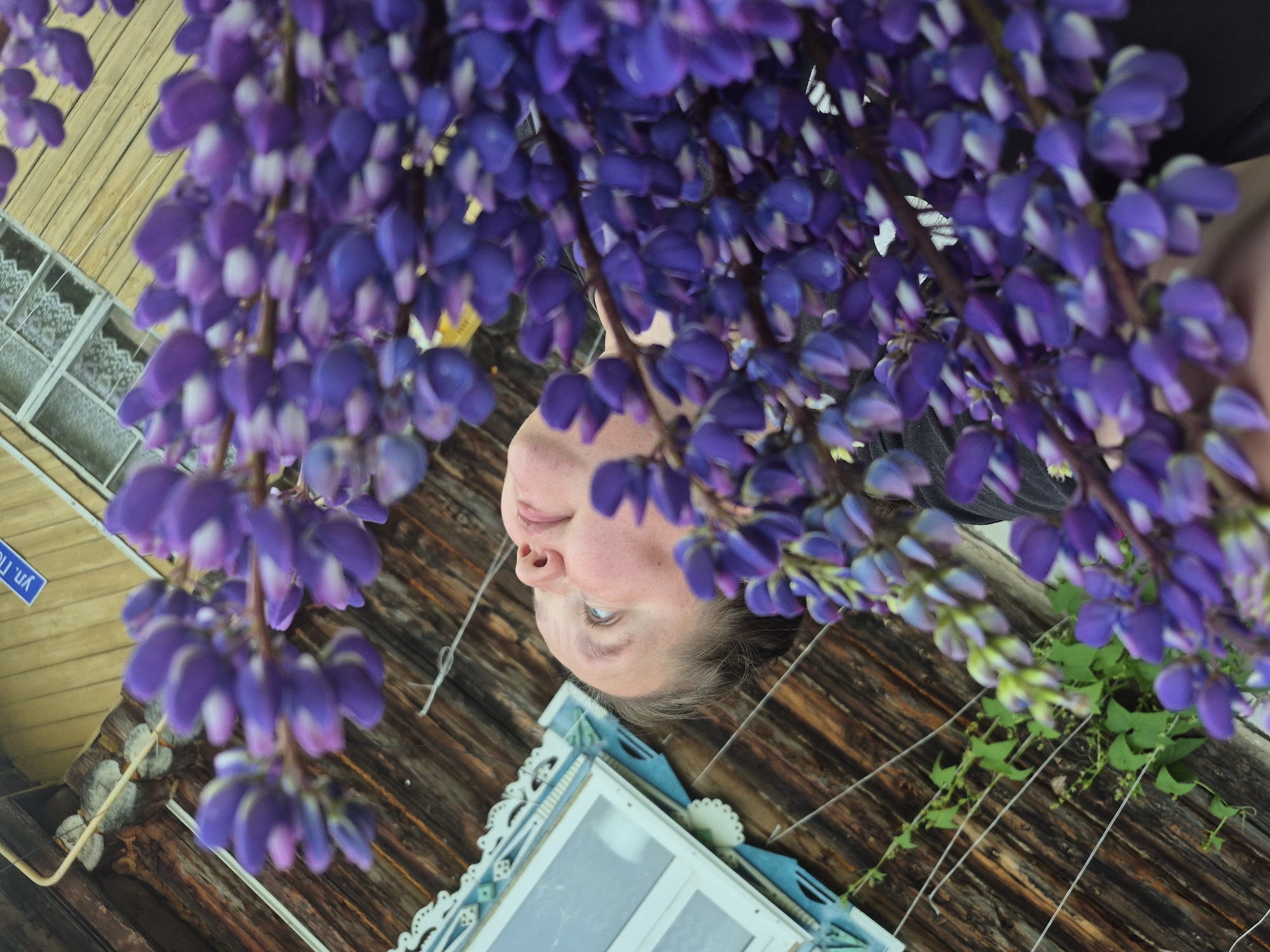 An upward-angled, low-light, medium shot shows a person's face from the side, partially obscured by a large cluster of purple lupine flowers. The person, with light-colored eyes and pale skin, is looking upwards and slightly to their left. The background consists of the weathered wooden wall of a building, with a portion of a window frame visible on the left. The window has decorative blue and white trim. A blue street sign with white Cyrillic lettering, reading "ул. Пионеров" (Pionerskaya Street), is mounted on the wooden wall above and to the left of the window. The scene appears to be outdoors, likely in a rural or older urban setting. The overall composition is dominated by the vibrant purple of the lupine flowers in the foreground.