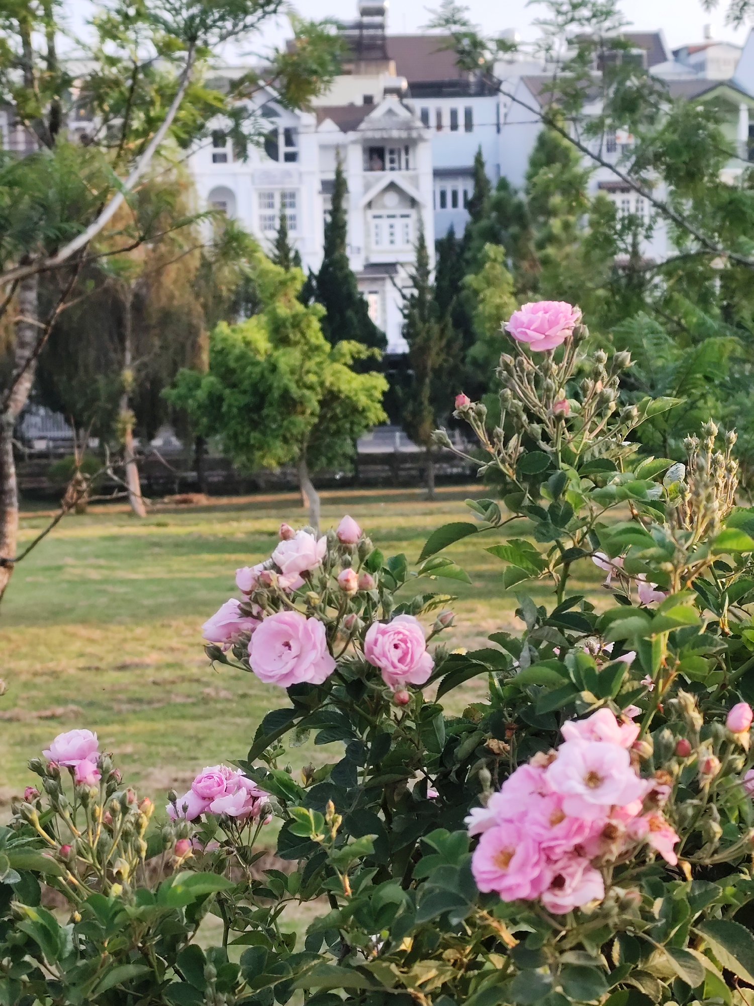 The image shows a close-up view of pink roses in bloom with green foliage. In the background, there's a grassy lawn, trees, and buildings with distinctive architectural features suggestive of European or colonial design. The style is consistent with architecture found in Da Lat, Vietnam. The sky is slightly overcast, contributing to the soft, natural lighting. No people are visible. The roses are the main focus. The foreground roses are grouped in multiple bunches, while a single rose stands tall on the right side of the picture. The greenery appears lush and well-maintained. The scene conveys a tranquil, natural setting within a residential or park area.