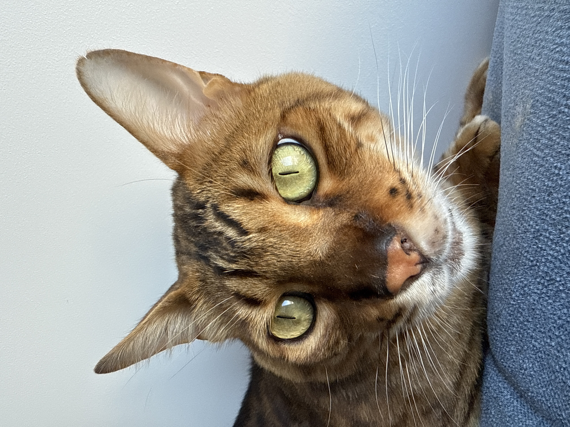 A close-up, head-and-shoulders shot captures a Bengal cat with striking green eyes against a pale gray background. The cat is positioned on a blue, textured surface, likely a piece of furniture. The feline's fur is a mix of warm browns and blacks, featuring the characteristic rosettes of its breed. Its ears are erect and alert, and its whiskers are long and white. The image is well-lit, with natural light casting shadows and highlighting the textures of the cat's fur and eyes. There is no indication of the city of Sochi, Russia, in the image.