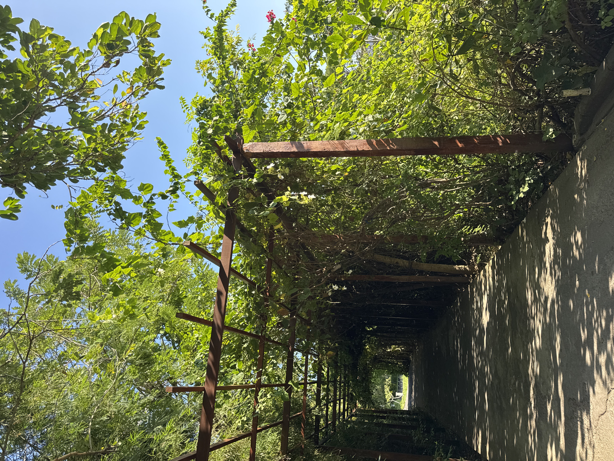 A long, open-roofed tunnel structure spans the length of the frame, constructed of rusted brown metal bars. Lush green foliage and vines heavily cover the roof of the tunnel, extending down the sides and creating a verdant canopy. Glimpses of a clear blue sky are visible through gaps in the leaves. The ground beneath the tunnel is partially paved, with light and shadow patterns created by the sunlight filtering through the dense overhead foliage. The location is Kuta Selatan, Indonesia.