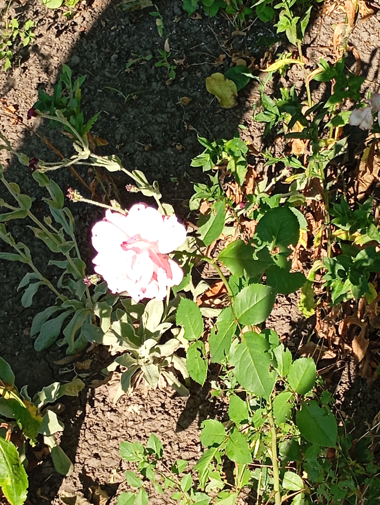 The image shows a light pink rose flower in bloom, with some unopened buds and green leaves, situated on the ground in a garden. The surrounding area is characterized by dry soil, with some dried leaves and debris scattered on the surface. The scene is illuminated by sunlight, casting shadows on the ground, suggesting it is daytime. The environment appears to be a natural outdoor setting, possibly a backyard or a park. The city of Sozonivka, Ukraine, is mentioned as the location, which implies a rural or semi-rural setting. There are no people visible in the image. The focus is on the rose and its immediate surroundings.