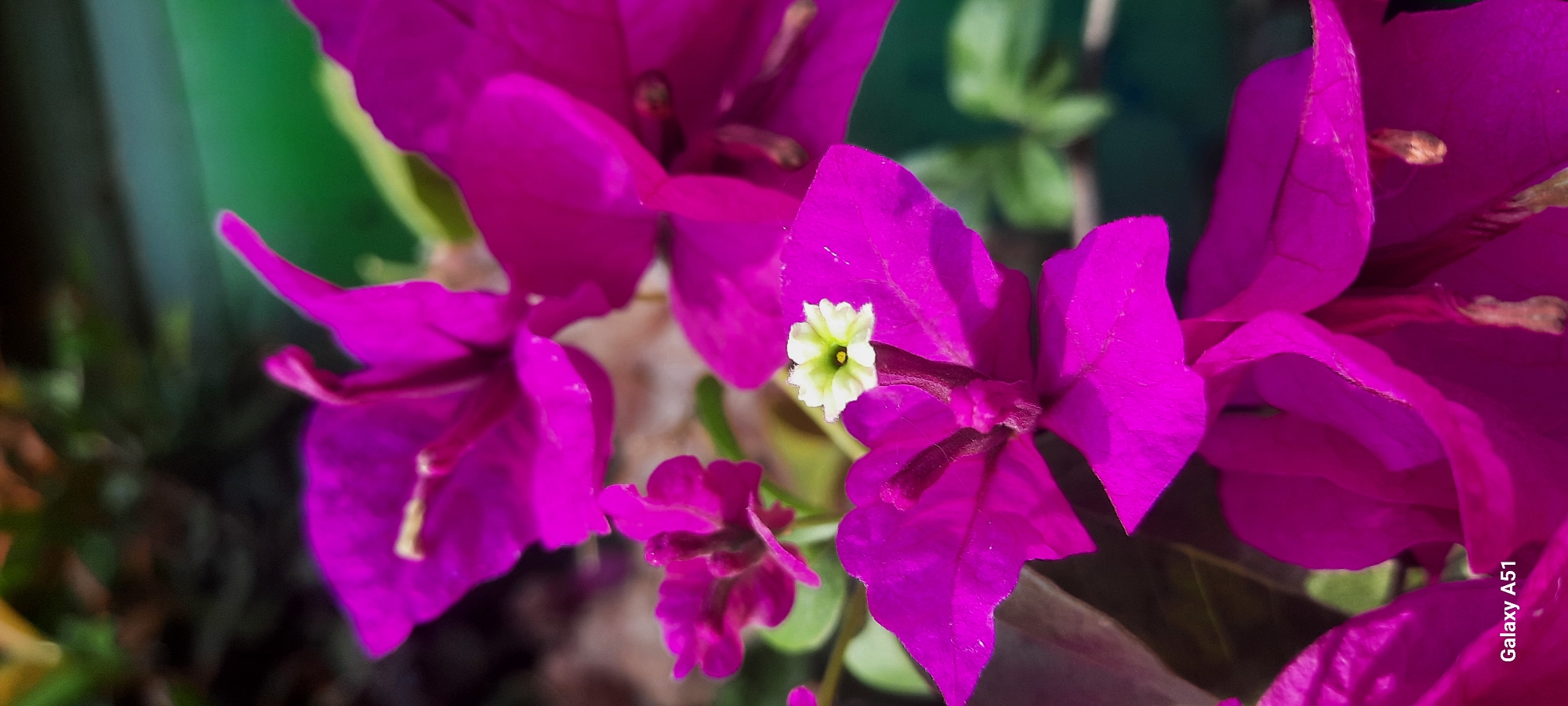 The image is a close-up, vertical shot of fuchsia-colored bougainvillea flowers. The flowers are vibrant and have a slightly ruffled texture. In the center of one of the flowers, a small, white bloom with a yellow center is visible. The background is blurred, showing hints of green leaves and darker foliage, suggesting an outdoor setting. The lower left corner of the image contains the text "Galaxy A51," indicating the phone used to capture the photograph. The location "Ploso, Indonesia" is also provided as context.
