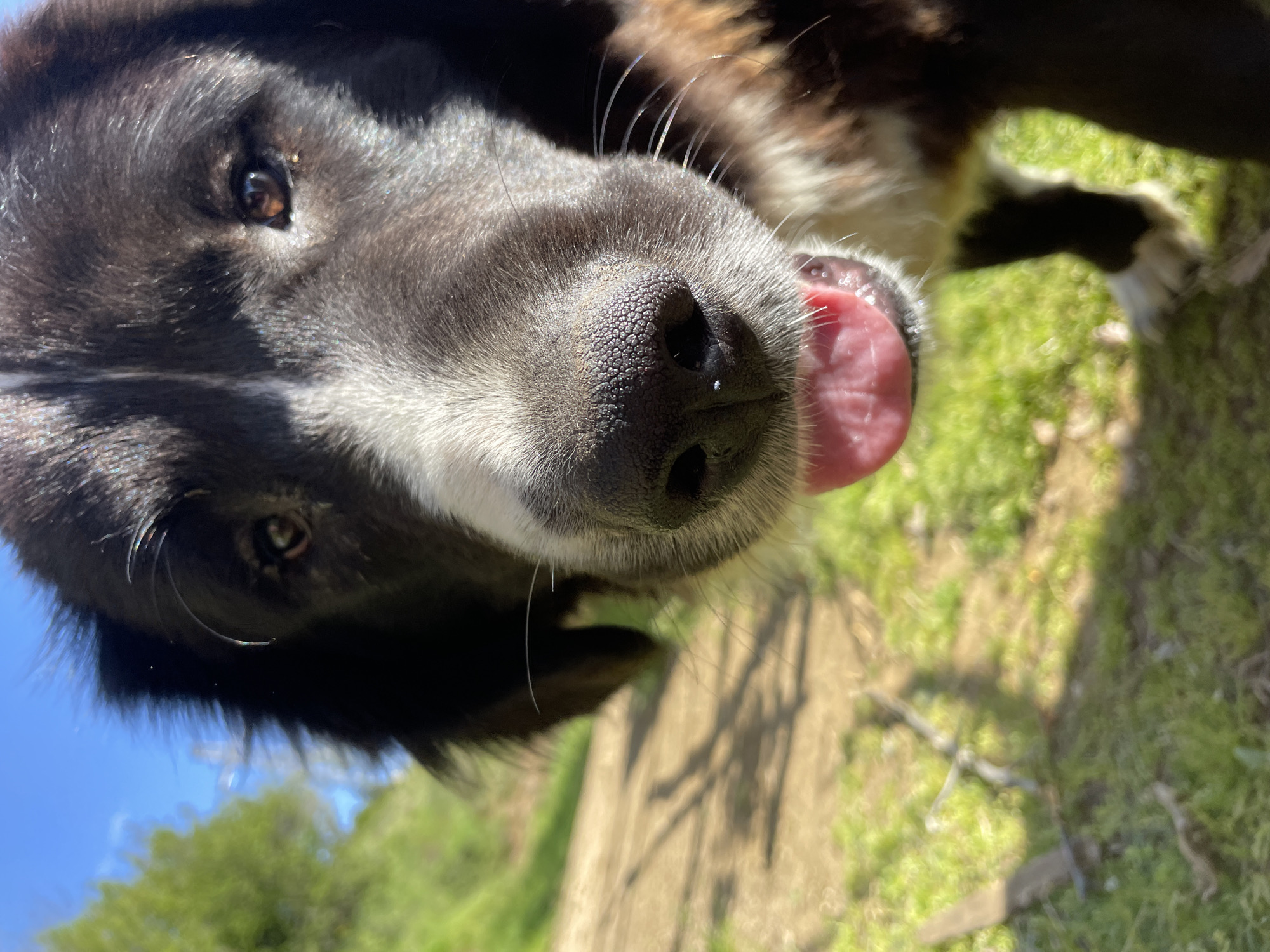 This is an extreme close-up, low-angle photograph of a black and white dog, likely a mixed breed, captured outdoors in Zlatograd, Bulgaria. The dog's head is tilted, presenting an almost upside-down perspective, as it looks directly into the camera. Its prominent black nose with visible texture is the central focus, featuring open nostrils. A pink, textured tongue is slightly extended and visible to the right of the nose, suggesting warmth or playfulness. Dark brown eyes are visible on both sides of the snout, with highlights indicating bright sunlight.
The dog has glossy black fur covering most of its head and body, with distinct white markings around its snout, chin, and chest. Several long, fine whiskers around its muzzle glint in the sunlight. The background is softly blurred but clearly depicts an outdoor setting with vibrant green grass, distant trees, and patches of dirt or a pathway. A clear blue sky is visible in the upper left corner. The bright, natural sunlight suggests a clear, sunny daytime, casting highlights on the dog's features and creating soft shadows. The image conveys a sense of a friendly and curious dog engaging directly with the viewer. There is no visible text.