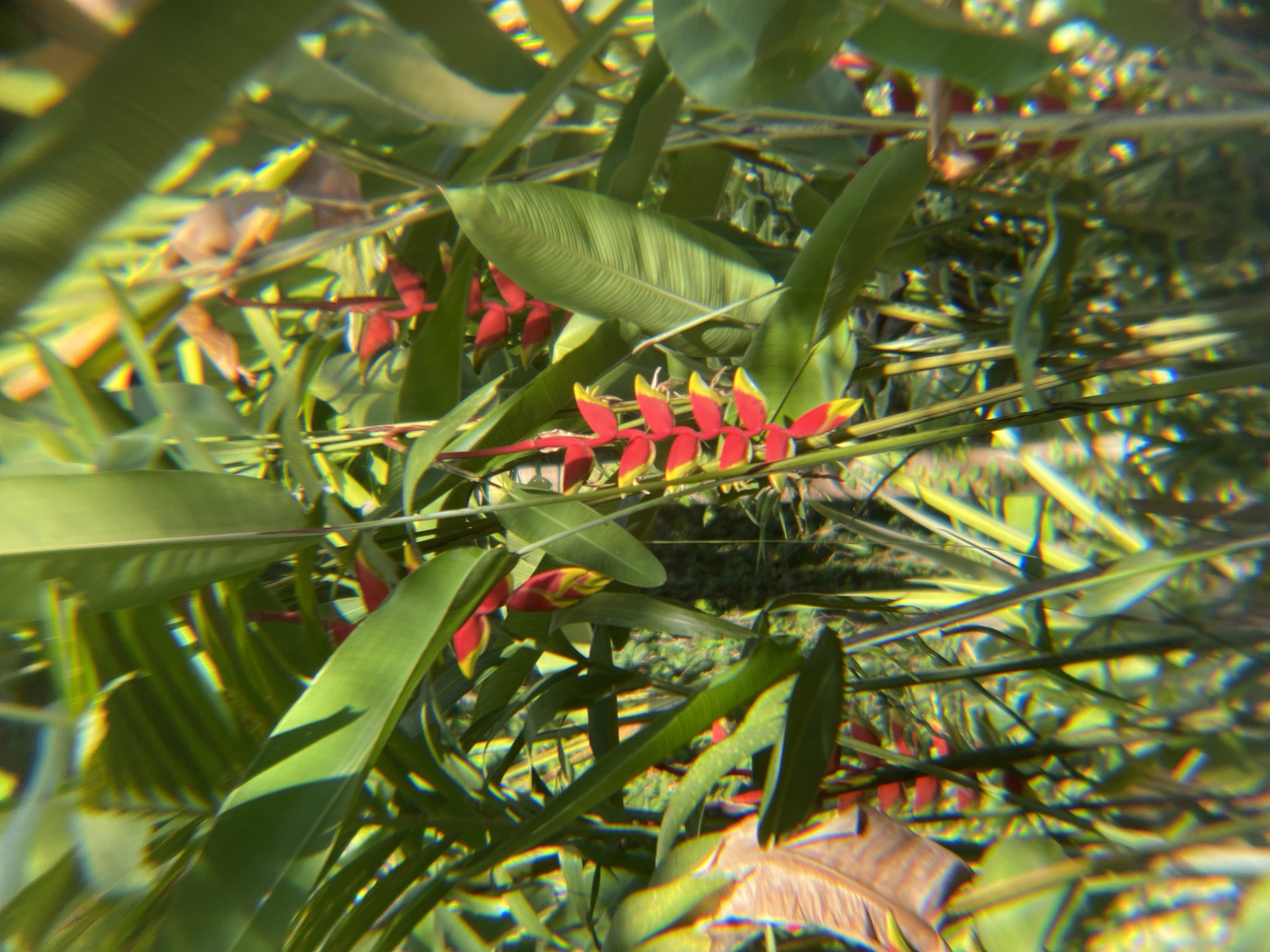 The image is a close-up, eye-level shot of lush green foliage, with a focus on a cluster of bright red and yellow flowers hanging from a stalk. The flowers appear to be a type of heliconia. The surrounding leaves are large and vibrant green, with some showing visible veins. The background is a blur of more greenery, suggesting a dense, natural environment. The image exhibits a strong chromatic aberration effect, creating rainbow-like distortions around the edges of objects. There are no people or animals visible in the image. The overall impression is one of tropical flora. This scene is consistent with many natural areas within or on the outskirts of Kendari, Indonesia, known for its tropical climate and diverse plant life.