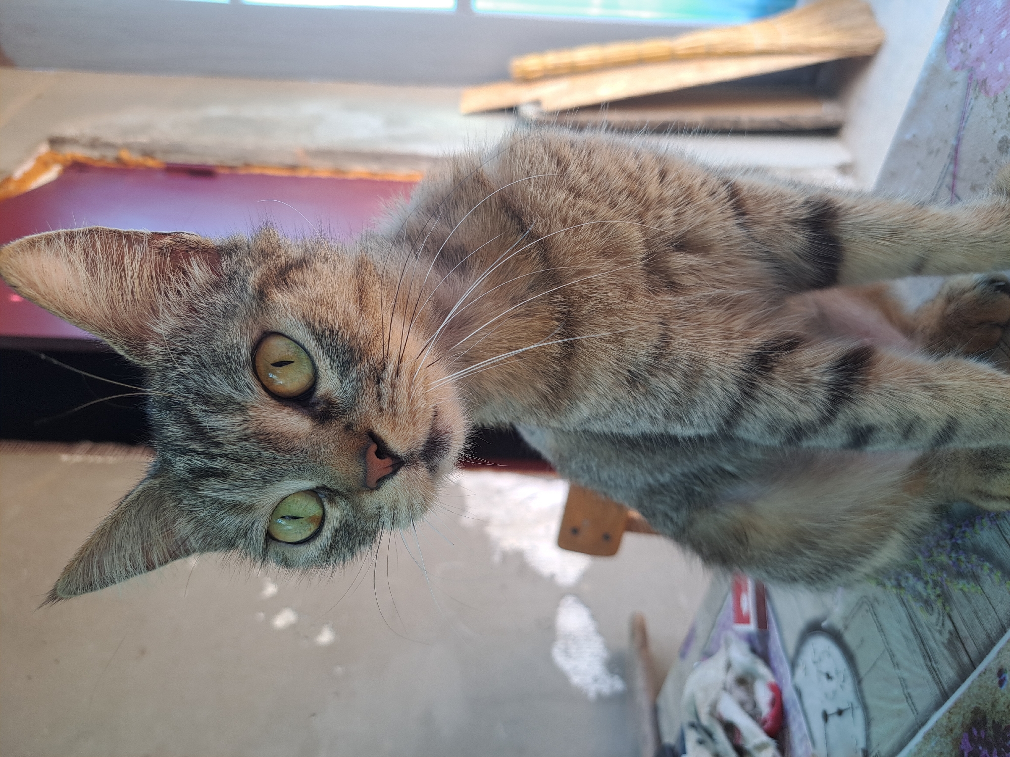A tabby cat with green eyes and a pink nose sits on a patterned table. The cat is facing the viewer, with its head tilted slightly to the left. The background is out of focus, but it appears to be an outdoor setting with a doorway and a window. The scene is lit by natural light, casting shadows on the wall behind the cat. The image was taken in the city of Vypasne, Ukraine.