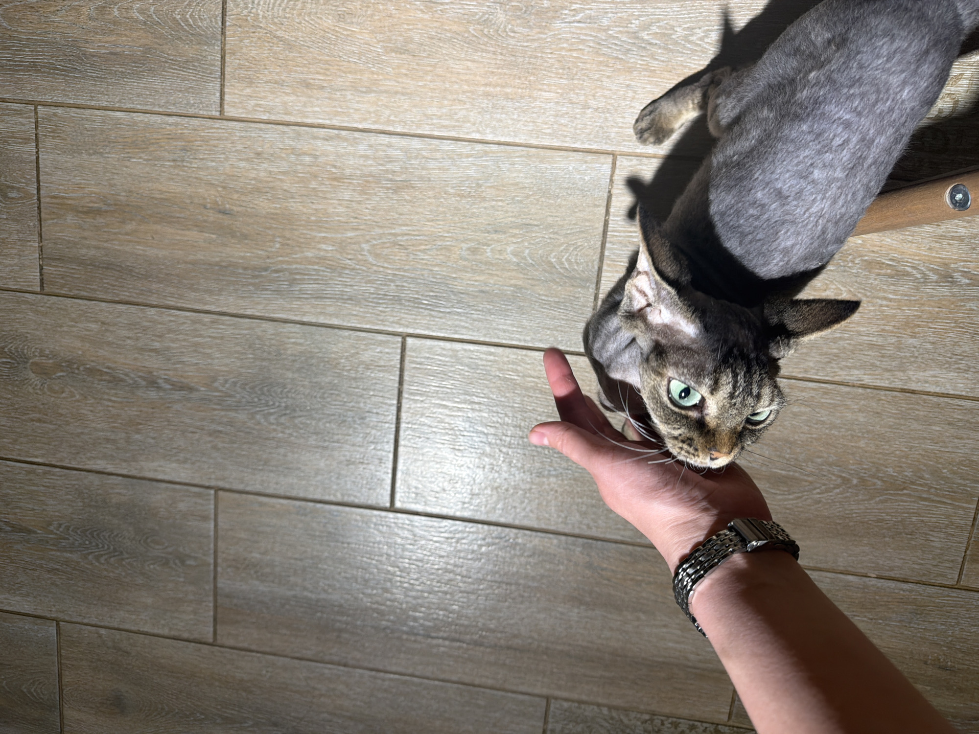 A high-angle shot shows a person extending their left hand towards a gray cat with green eyes. The person's arm is visible, adorned with a metal watch. The cat's body appears closely shaven. The setting is an interior space with light brown wood-grain tile flooring. The specific location in Prikamskii, Russia, cannot be determined from the image.