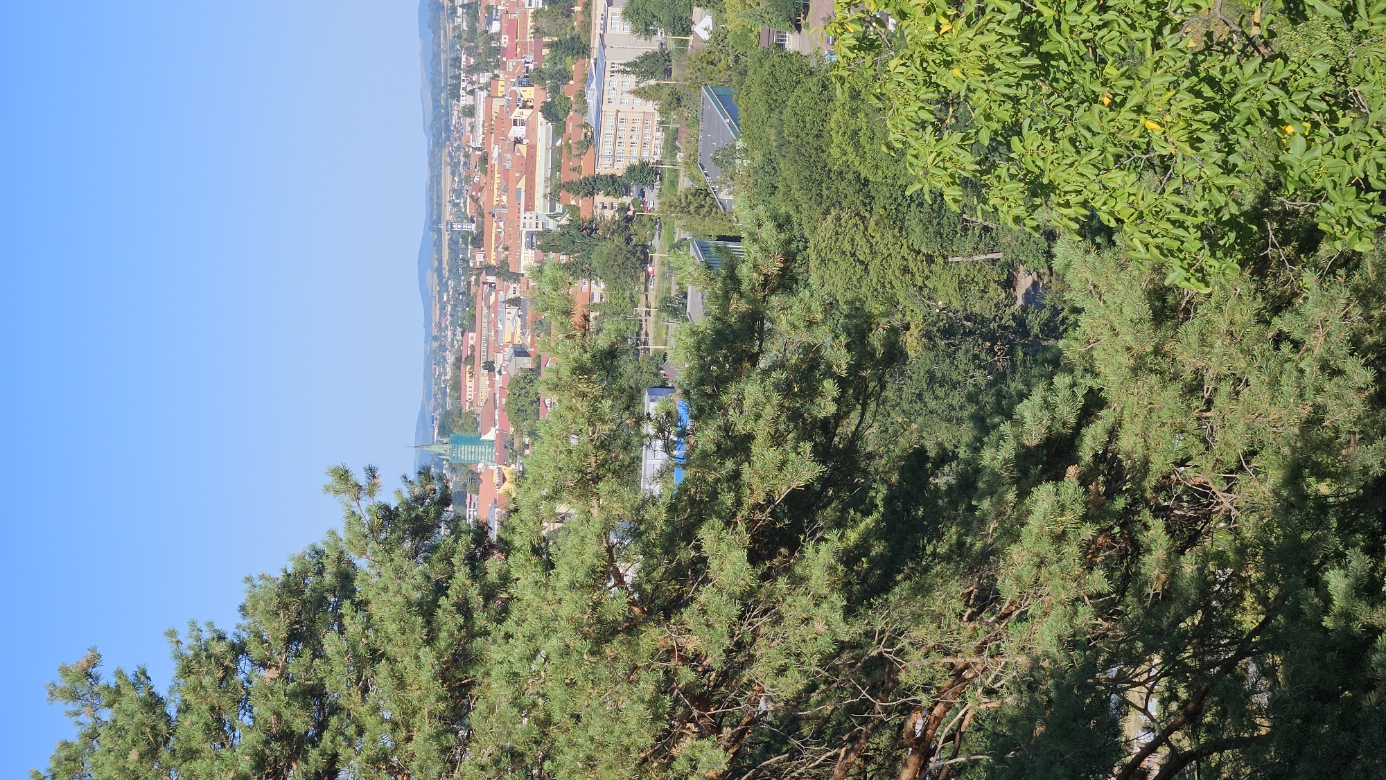 The image captures an aerial view of the city of Prešov, Slovakia, under a clear blue sky. In the foreground, lush green pine trees dominate the left side of the frame, with their branches reaching across the scene. To the right and further into the background, a dense canopy of deciduous trees adds to the verdant landscape. Beyond the trees, the cityscape unfolds, characterized by buildings with terracotta-tiled roofs, interspersed with modern structures. A prominent green-spired church tower rises above the rooftops, a distinctive landmark within the urban area. In the middle ground, several larger, more contemporary buildings are visible, including one with a light-colored facade and multiple windows. The distant horizon is marked by rolling hills, suggesting the city is situated in a valley or surrounded by natural topography. The overall scene depicts a tranquil day in a European city, where nature and urban development coexist.