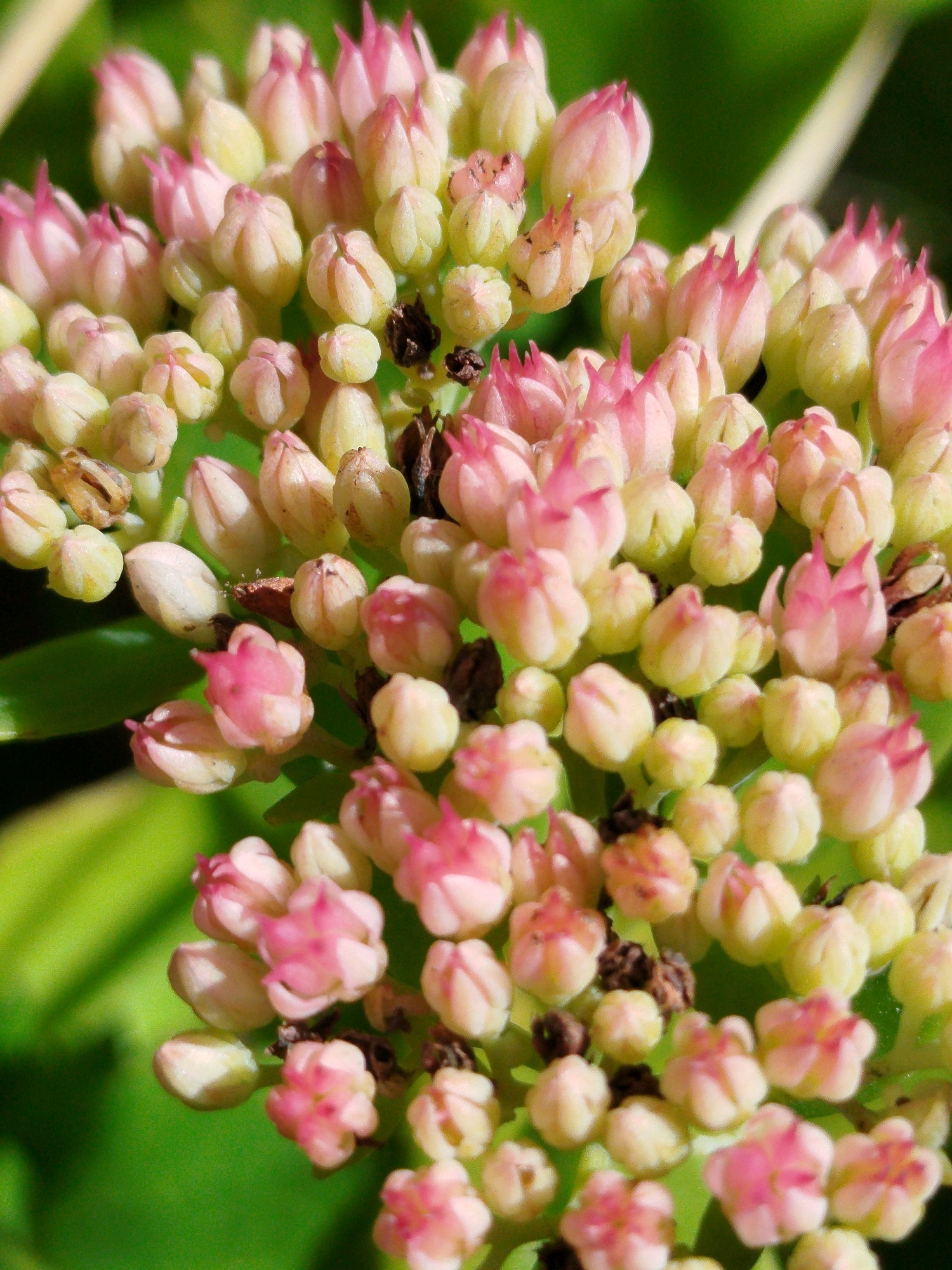 A close-up, high-angle shot captures a cluster of small, pale pink and yellow flower buds against a blurred green background. The buds are tightly packed together, some showing hints of opened petals at their tips. There are also a few small, dark brown seed pods scattered amongst the buds. The lighting suggests it is daytime, likely with natural sunlight illuminating the scene. The overall impression is one of nascent growth and the early stages of flowering. The location is specified as Chkalovskoye SNT, Russia.