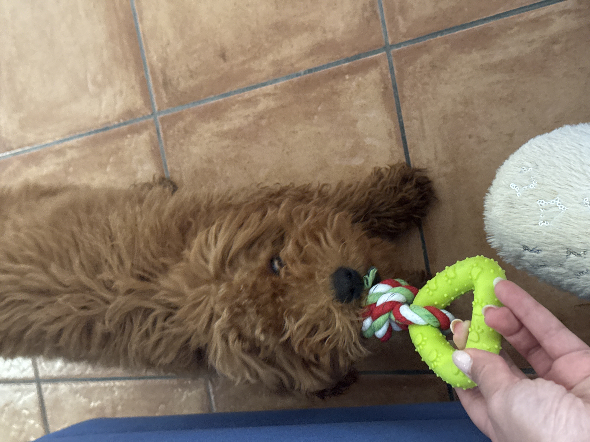An overhead view captures an indoor scene in Sutomore, Montenegro. A reddish-brown, curly-haired dog lies on a light brown tiled floor with dark grey grout lines. The dog holds a red, white, and green braided rope toy in its mouth. In the lower-left quadrant, a human hand with manicured nails holds a neon green, textured, triangular rubber toy that is connected to the rope toy, indicating an interactive play scenario. A solid blue object, likely a piece of furniture, is partially visible along the left edge of the frame. In the lower-right corner, a section of a fluffy, off-white object with small, shiny white decorative elements is visible, consistent with a slipper or soft furnishing.