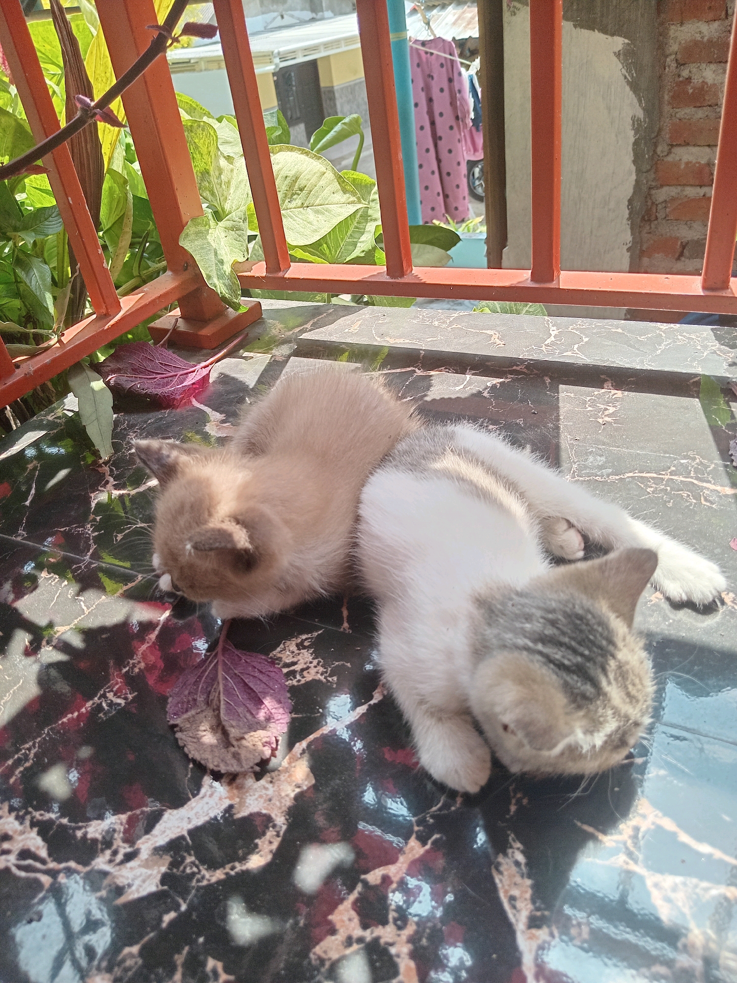 Two kittens, one light brown and one calico, lie together on a dark, marble-patterned surface, likely a table or floor. They are positioned in the shade cast by an orange metal railing and some green foliage. In the background, beyond the railing, laundry is hanging on a line, and brickwork is visible. The overall scene suggests an outdoor setting, possibly a balcony or patio, given the railing and the view of the surroundings. The location is described as being in the city of Claket, Indonesia.