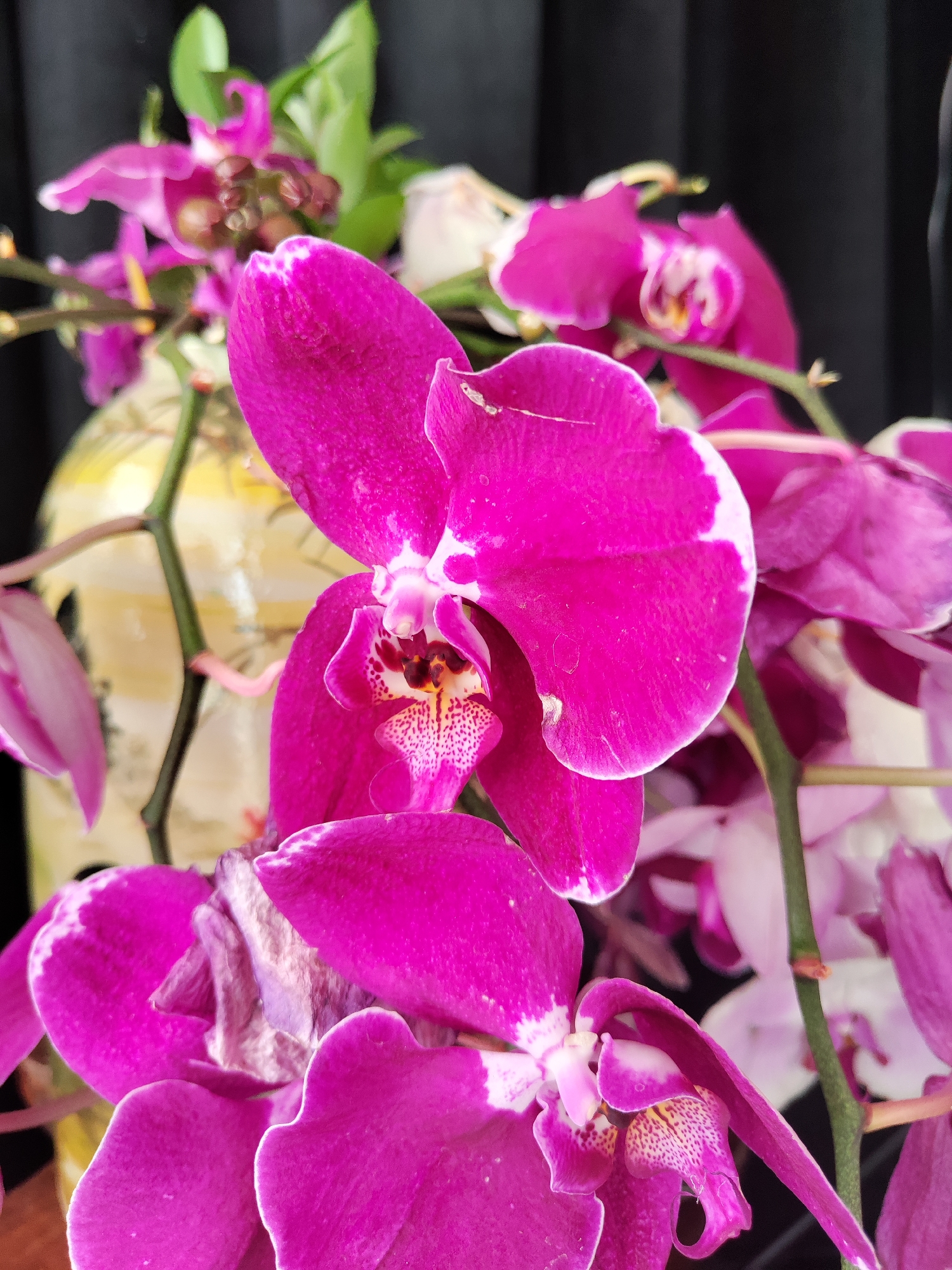A close-up photograph reveals a cluster of vibrant magenta orchids. The foreground features several blooms in sharp focus, showcasing their complex structure with petals exhibiting subtle white margins. A yellow and white vase is partially visible behind the flowers. Background elements include dark green foliage and a black, draped backdrop, suggesting a studio or indoor setting. This image was not taken in Da Lat, Vietnam.