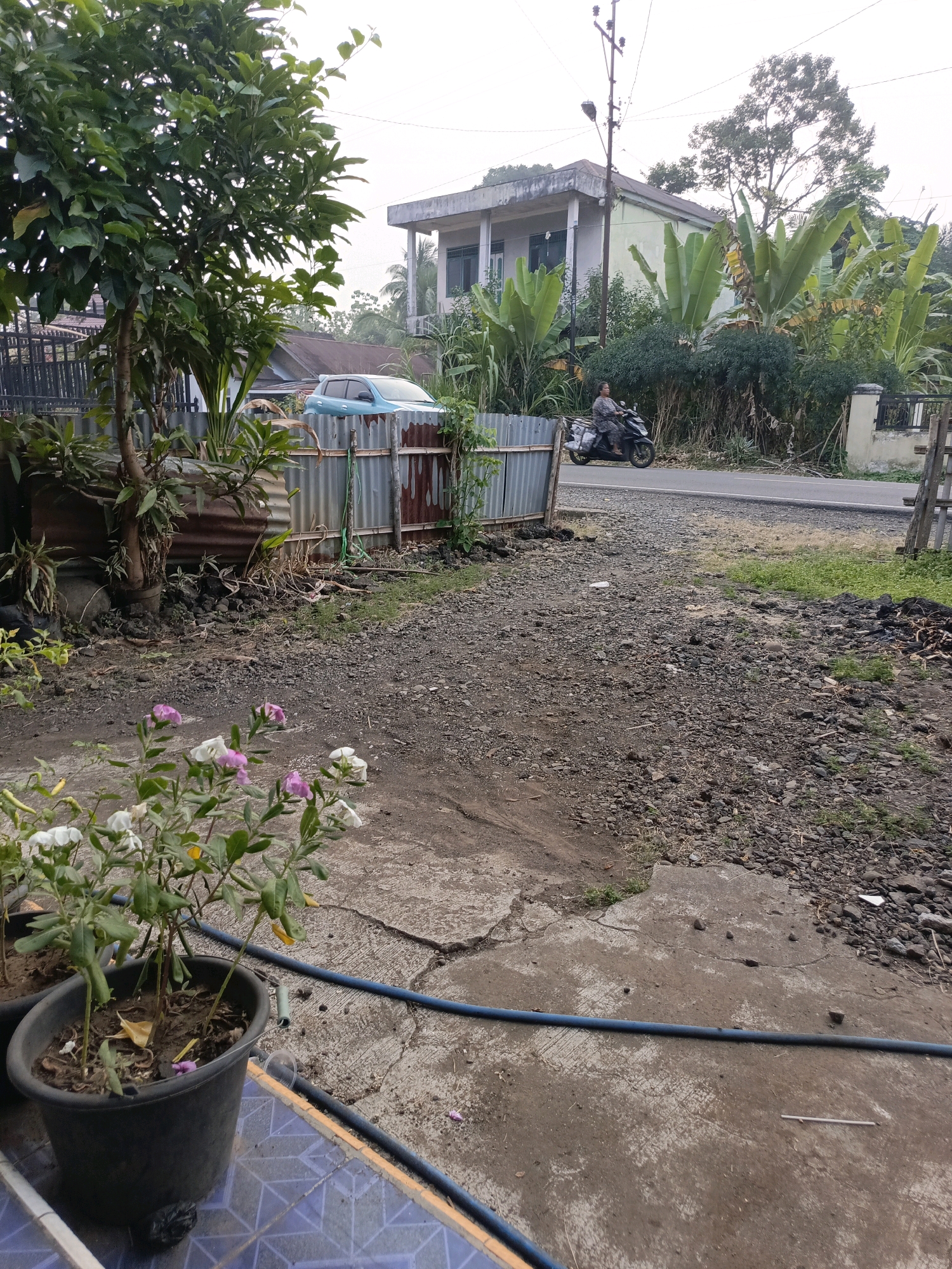 A mid-range shot captures a street scene in Ulak Tanding, Indonesia, under an overcast sky. In the foreground, a large black pot contains a flowering plant with small pink and white blossoms and green leaves. The pot sits on a tiled floor with a blue and white geometric pattern. A blue hose runs across the cracked concrete ground behind the pot.
Further into the scene, a gravel driveway is visible, with scattered stones and dried leaves. A rusty corrugated metal fence runs along the edge of the property, partially obscured by a large leafy tree on the left. Beyond the fence, a light blue car is parked.
The background features a road where a person is riding a dark-colored motorcycle, heading towards the left side of the image. The rider is wearing a patterned shirt and pants. On the right side of the road, a multi-story building with a light-colored facade and dark-framed windows stands behind lush green foliage, including large banana leaves. A utility pole with electrical wires is also present near the building. The overall environment appears to be a residential area.