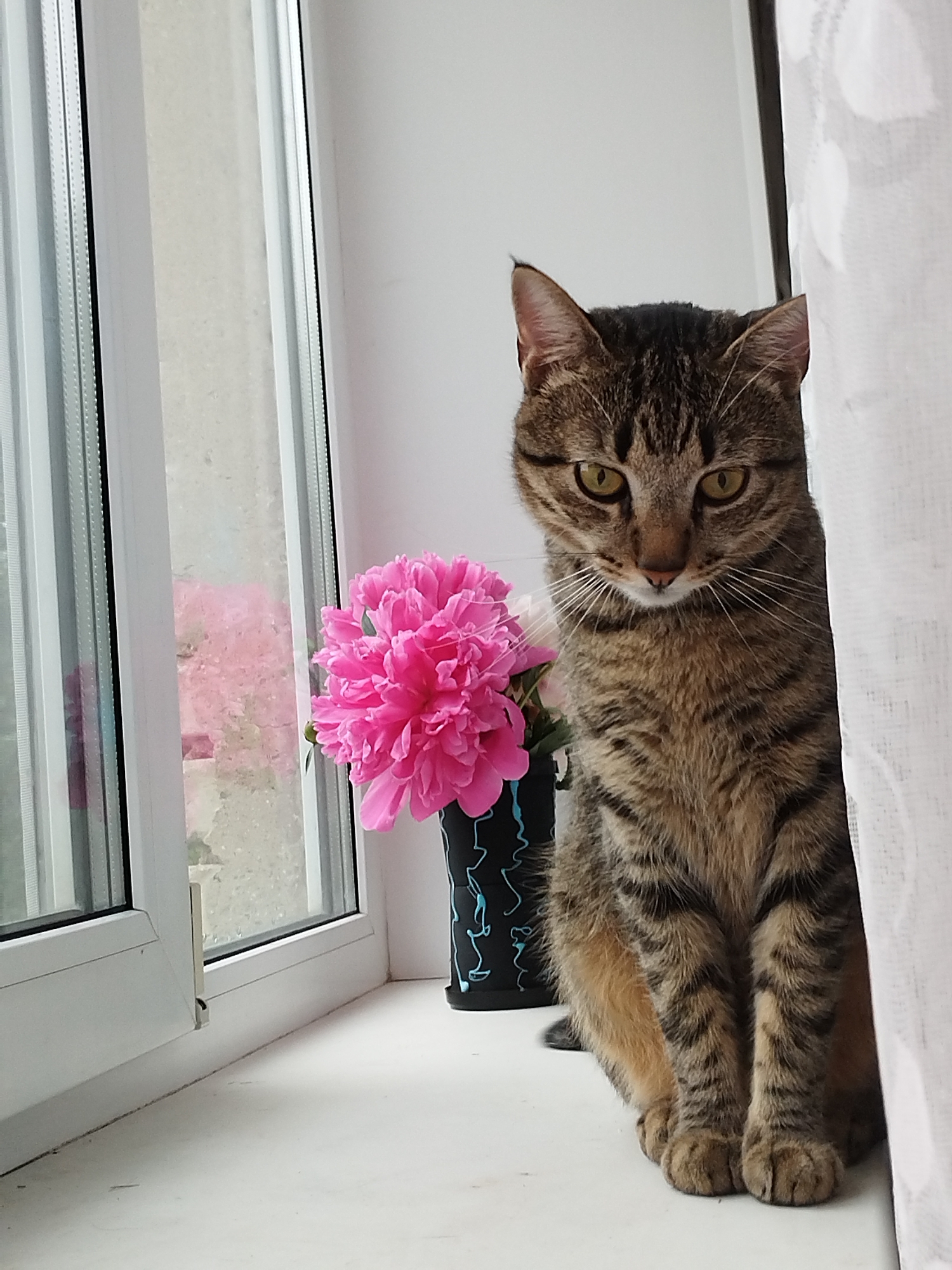 A tabby cat sits on a white windowsill next to a vase of pink peonies. The cat is facing forward, looking directly at the camera with yellow eyes. Its fur is striped with black and brown. The window is partially open, revealing a blurry pink floral pattern on the other side. A white curtain hangs on the right side of the frame. The scene is likely in a residential setting.