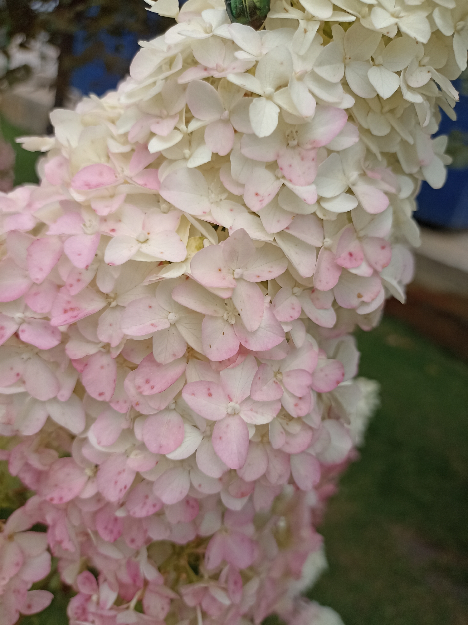 A close-up, vertical, eye-level shot showcases a cluster of pale pink and white hydrangea flowers, with the flowers fading from white at the top to a more pronounced pink at the bottom. The flowers are densely packed, with individual petals visible, some showing small red speckles. The background is blurred, revealing hints of green foliage and a dark blue object, possibly a building or a pot. The image appears to be taken outdoors in Gavrilova Polyana, Russia.