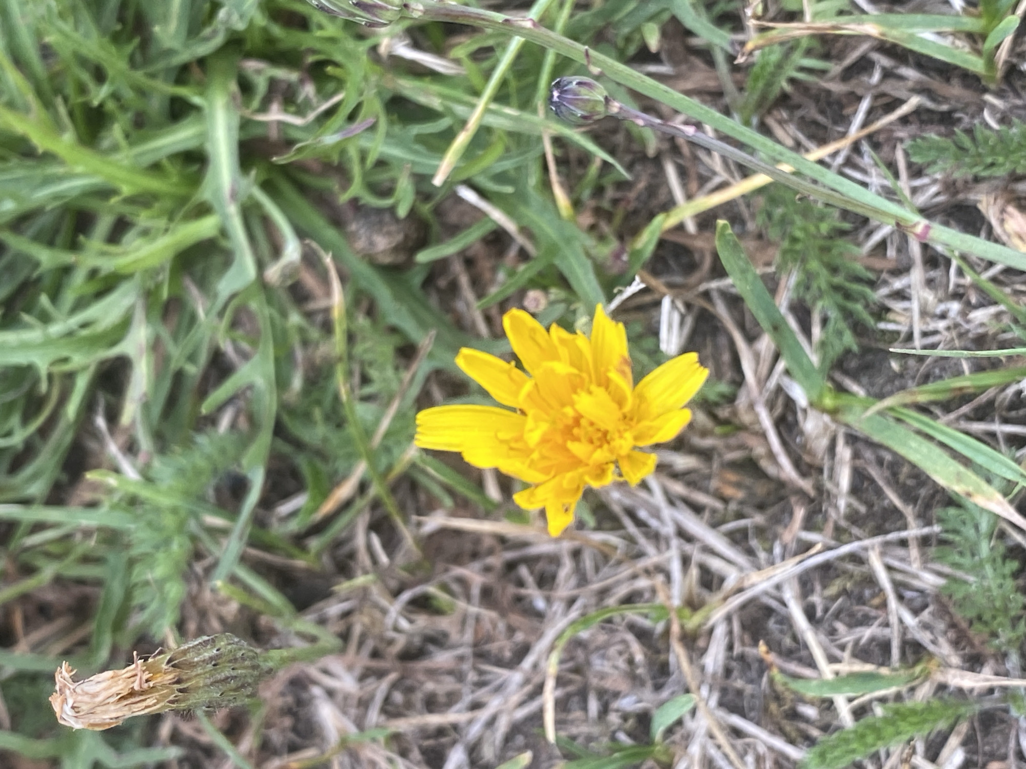 The image is a close-up shot of a yellow flower in a grassy outdoor environment. The flower has multiple petals and appears to be a dandelion or a similar plant. To the left of the flower, there is a dried, wilting flower head. The ground is covered with dry grass, twigs, and soil. In the background, there are green grass blades and some small plants. The lighting suggests it is daytime. The image does not contain any people or specific landmarks that would indicate its location within Schwarme, Germany.