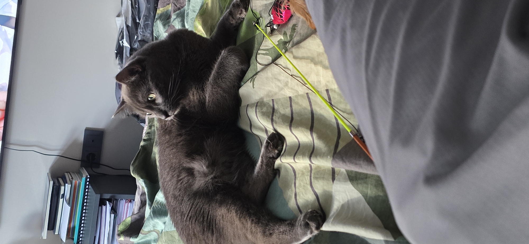 This is an indoor, eye-level, medium shot of a grey cat lying on its back on a patterned blanket. The cat is the primary subject, with its body taking up a significant portion of the frame. It appears relaxed, with its legs splayed out and its head turned to the left, looking towards something outside the frame. Its eyes are open and appear to be a bright green color.
To the right of the cat, a brightly colored cat toy is visible, consisting of a neon yellow stick with a pink feathered attachment and some other small, colorful elements. The toy is positioned near the cat's paws, suggesting it was recently playing with it or is about to.
The background is a mix of textures and colors. Behind the cat, there are some dark, shiny materials that could be plastic sheeting or bags. To the left of the cat, a shelf filled with books and notebooks is partially visible, suggesting a domestic setting like a bedroom or living room. A black electrical outlet with two sockets is mounted on the wall above the bookshelf. A portion of a television screen or monitor is also visible on the far left of the image.
The lighting appears to be artificial, with soft shadows indicating an indoor environment. The time of day is not discernible. The overall mood of the image is calm and domestic, with the cat appearing comfortable and engaged with its toy. There is no visible text in the image. The location context provided is Vratsa, Bulgaria.