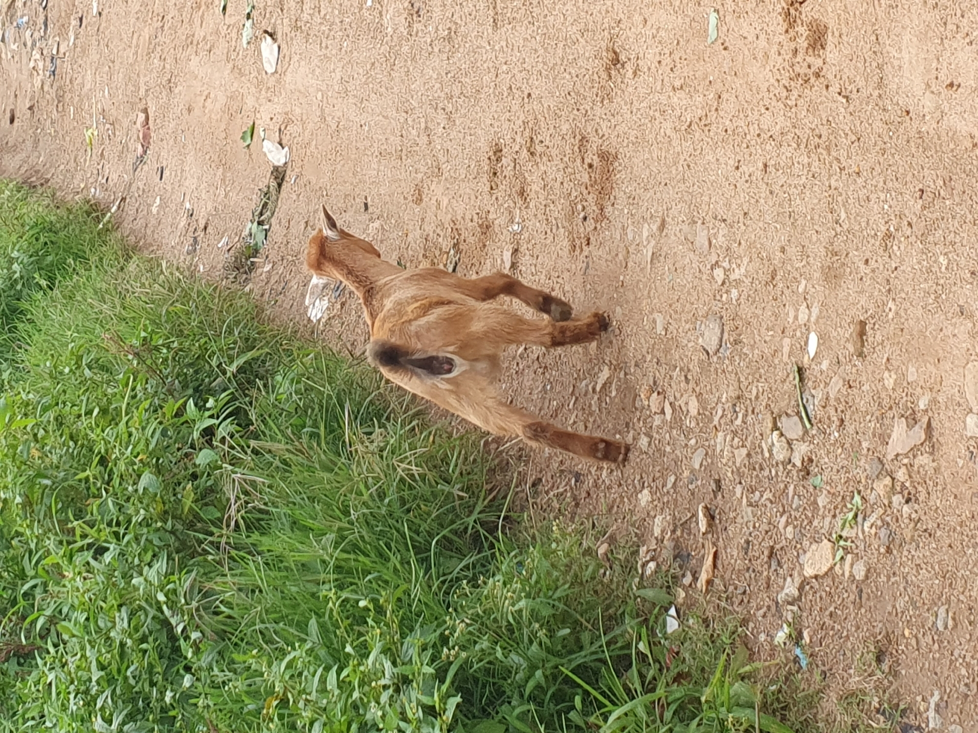 A tan-colored kid goat is walking away from the camera on a dirt path. The goat has a dark brown tail and is facing to the right of the frame. The path is dry and dusty with scattered rocks and debris. To the left of the path, there is a dense area of green grass and foliage. The scene is outdoors, and the lighting suggests it is daytime. The image was taken in Gura Top, Nigeria.