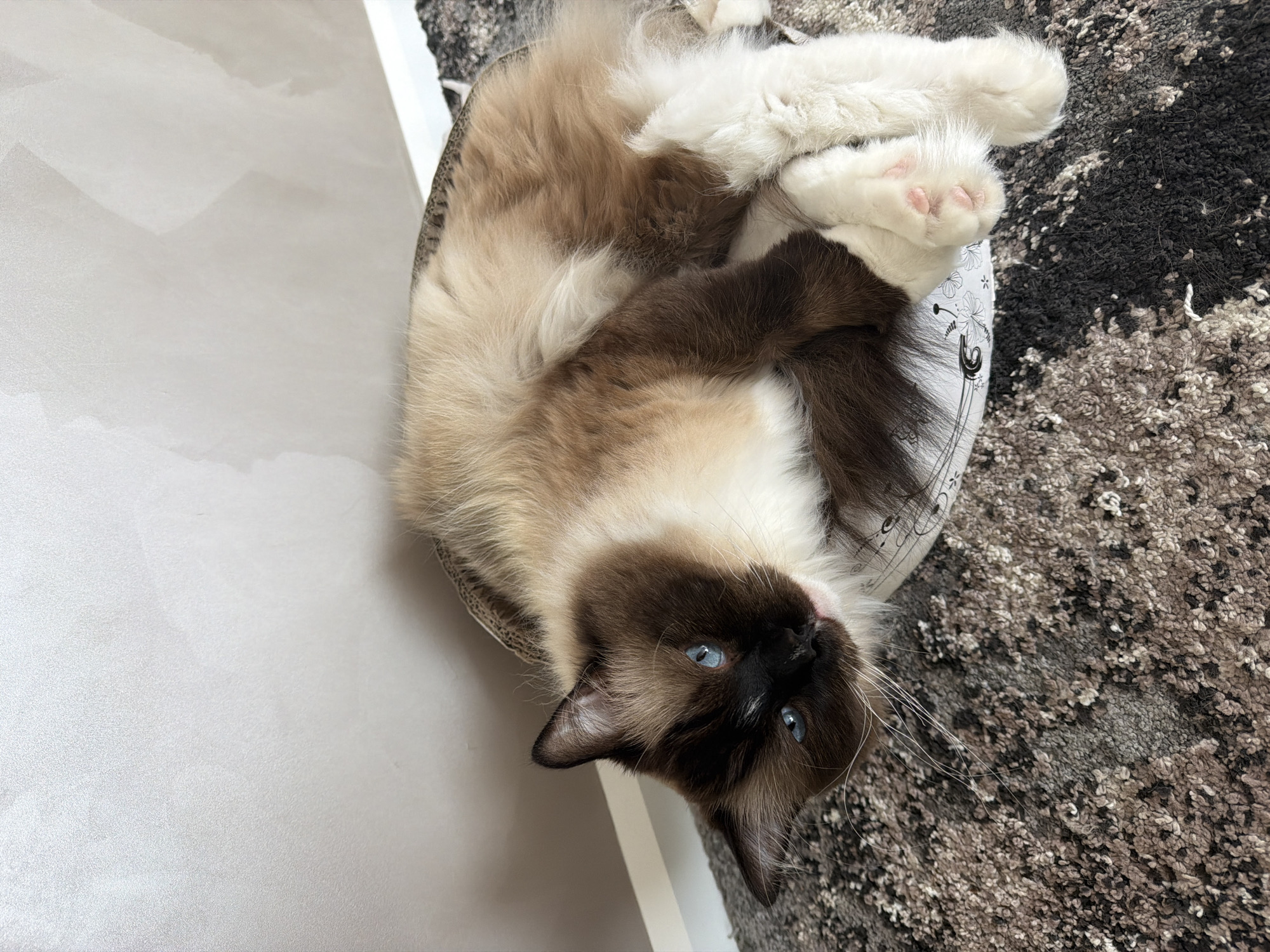 An adult Siamese cat with brown markings and blue eyes is resting on a circular pet bed. The cat is lying on its side, with its front paws crossed over its chest. The pet bed is on a patterned rug, and a light-colored wall is visible in the background. The scene appears to be indoors, possibly in a home in Rijswijk, Netherlands.