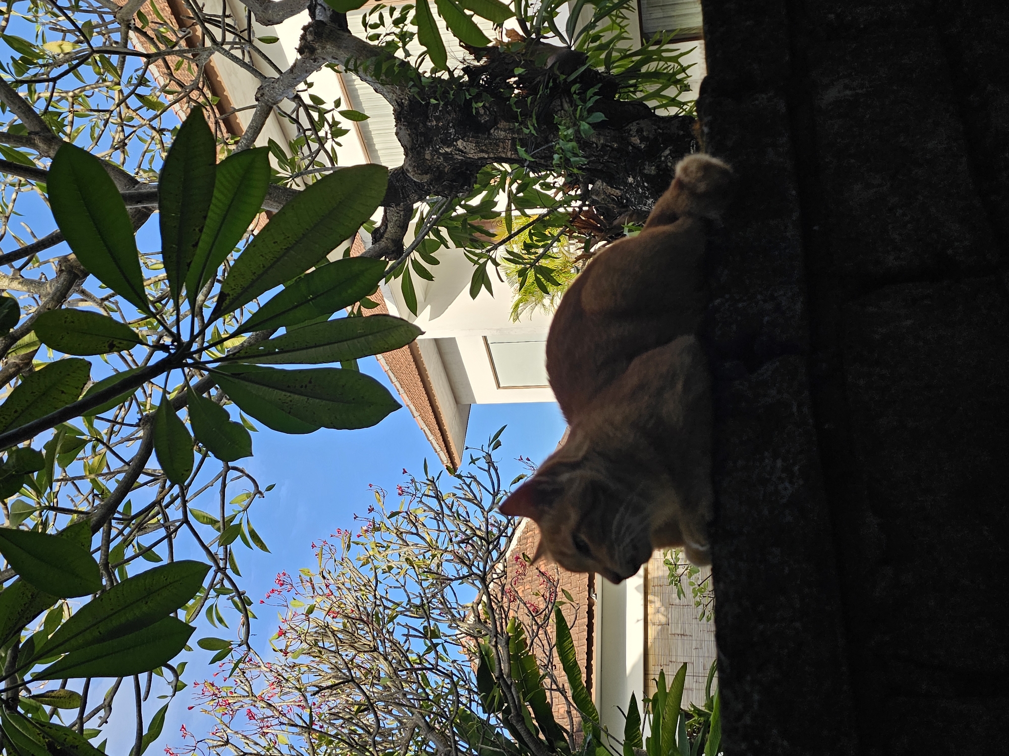The image depicts an orange cat perched on a dark, textured wall, possibly made of stone or concrete. The perspective is from below, looking up at the cat. The sky is visible in the background, along with the foliage of trees, some with large green leaves and others with smaller, pink flowers. The branches of the trees extend toward a building with a white facade and a tiled roof. The scene appears to be in an outdoor environment, and based on the prompt's location, it is presumed to be in Denpasar, Indonesia.