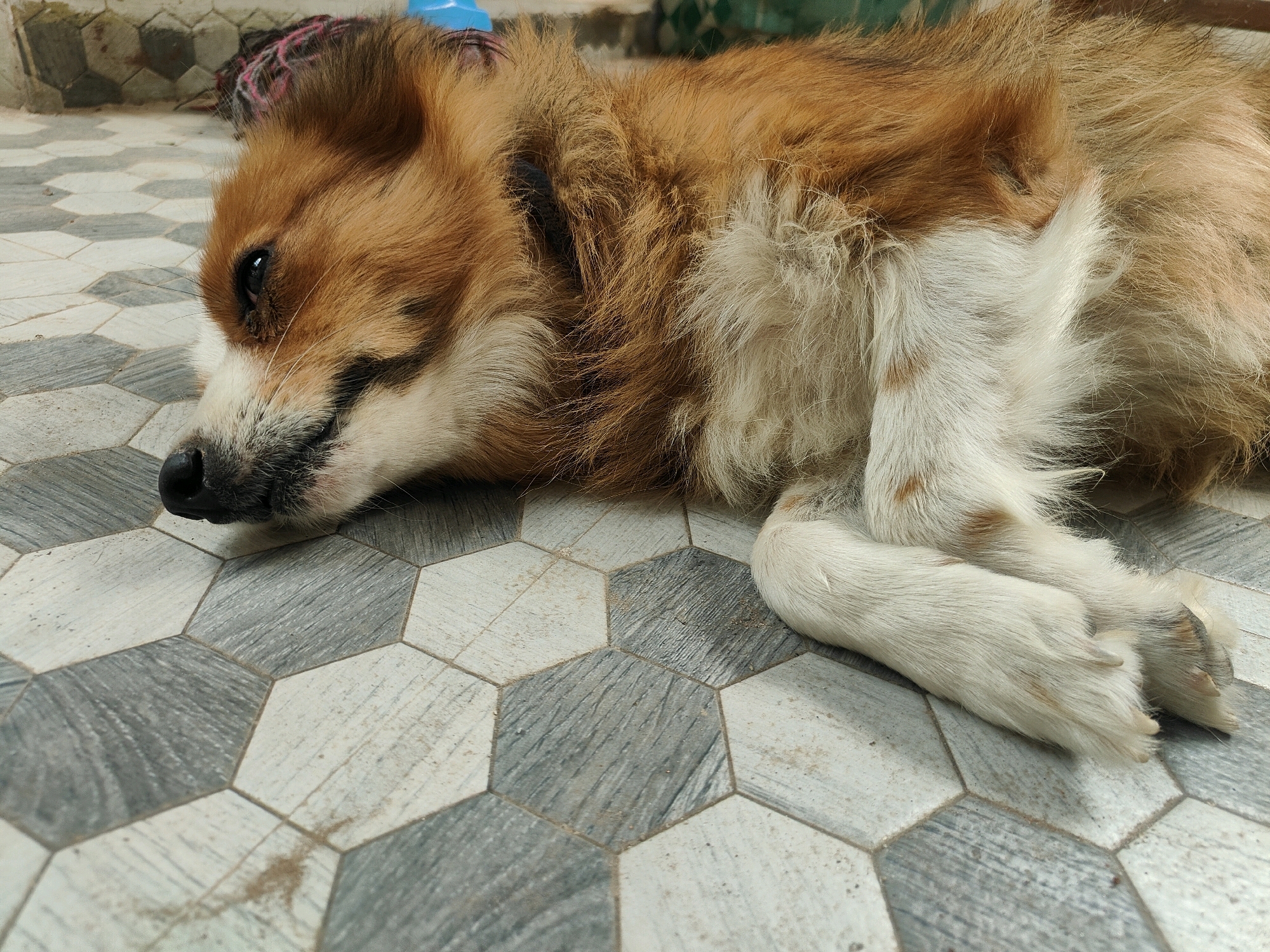 A medium-sized dog with brown and white fur lies on its side on a patterned hexagonal tile floor. The dog's head is resting on the floor, with its eyes partially closed and its mouth slightly open. Its front paws are crossed in front of its body, and its hind legs are tucked underneath. In the background, a blanket with pink and black threads is visible, along with a portion of a blue object. The scene appears to be outdoors, possibly in a courtyard or patio, given the tile flooring and the presence of natural light. The location is identified as Karapalli, India.