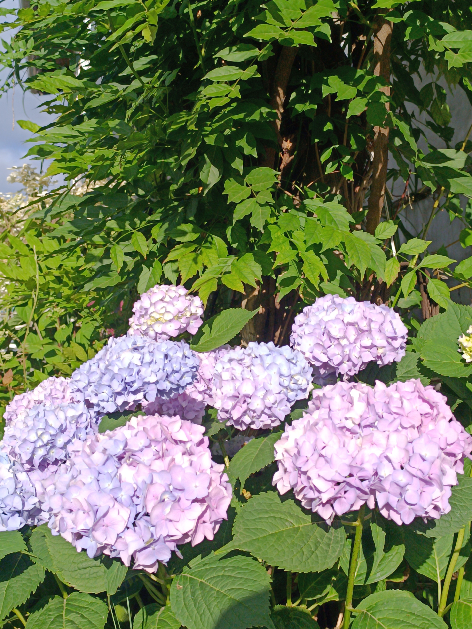 A medium-angle shot captures a cluster of vibrant hydrangeas blooming in soft shades of purple and pink, set against a backdrop of lush green foliage and tree trunks. The flowers are dense and spherical, with individual petals distinctly visible. The leaves of the hydrangea plants are large and serrated, providing a rich green contrast to the blooms. Behind the flowers, the leaves of a larger plant, likely a tree or a climbing vine, form a dense canopy, with some branches and a wall visible through the greenery. The lighting suggests a sunny day, with shadows cast by the leaves and flowers, indicating outdoor conditions. This scene is likely found in a garden or park setting.