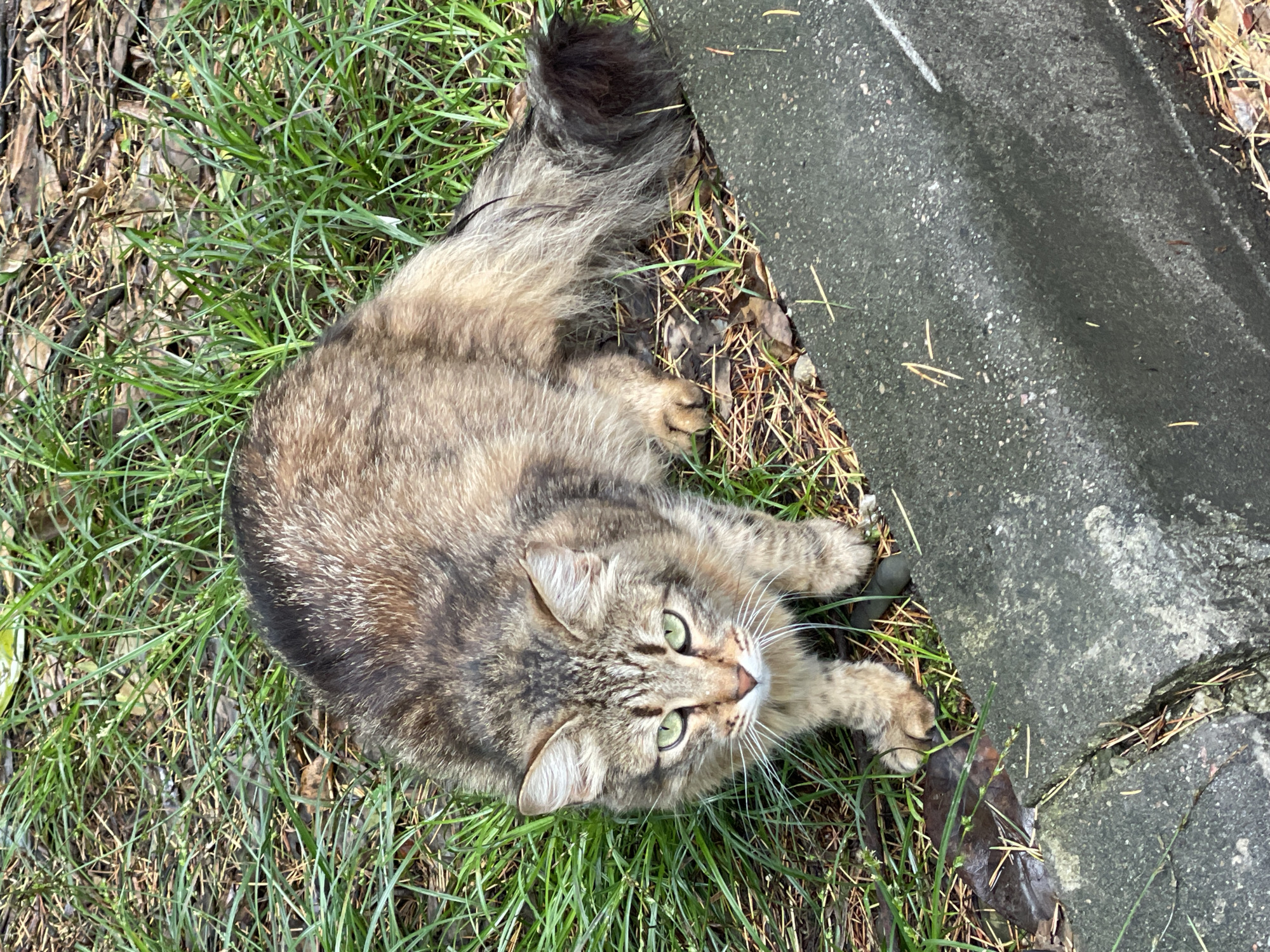 A fluffy, medium-haired cat with brown and grey tabby markings and bright green eyes is lying on its side in a patch of green grass. The cat is positioned near the edge of a cracked concrete curb. The tail of the cat is bushy and dark at the tip. The ground also contains some fallen brown leaves and pine needles. The location is suspected to be the city of Sochi, Russia.