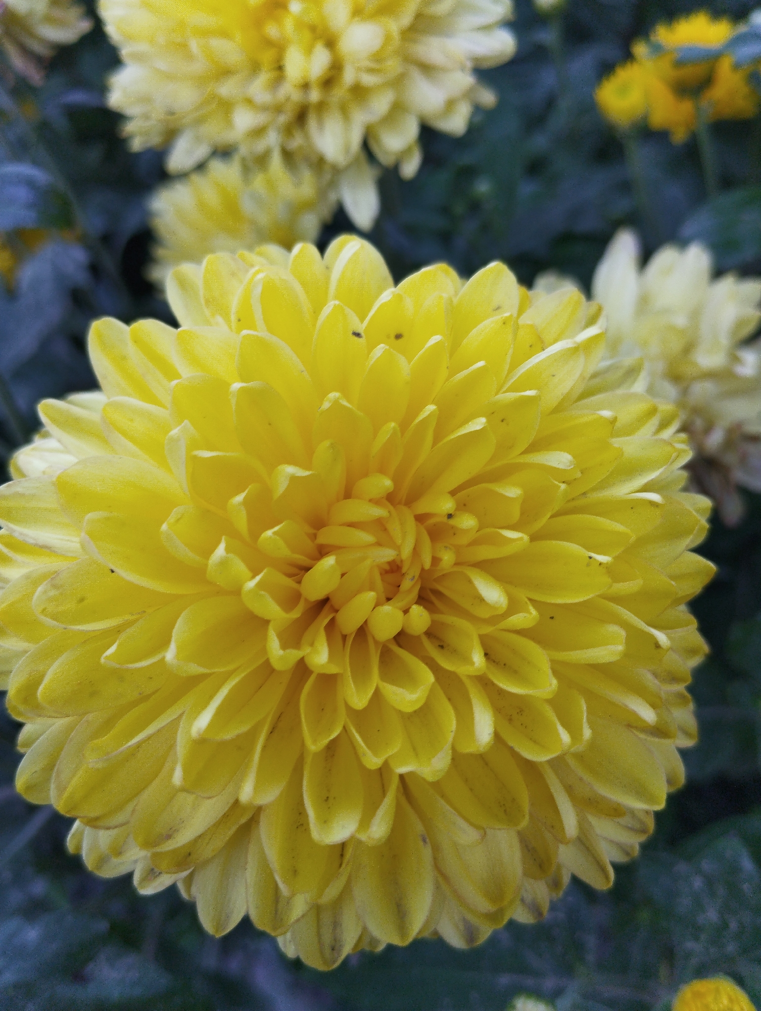 A close-up, high-angle shot focuses on a vibrant yellow chrysanthemum bloom. The flower's petals are tightly packed, creating a spherical shape with a textured, layered appearance. The petals are a bright yellow with subtle hints of white on their tips and darker speckles scattered across their surfaces. The background is composed of blurred dark green foliage and other out-of-focus yellow flowers, suggesting a garden setting. The image captures the intricate detail of the flower's petals, with some appearing slightly wilted or browning at the edges. There are no people visible in the frame. The overall impression is one of natural beauty and the detail of a single flower. The location is not specified in the image.