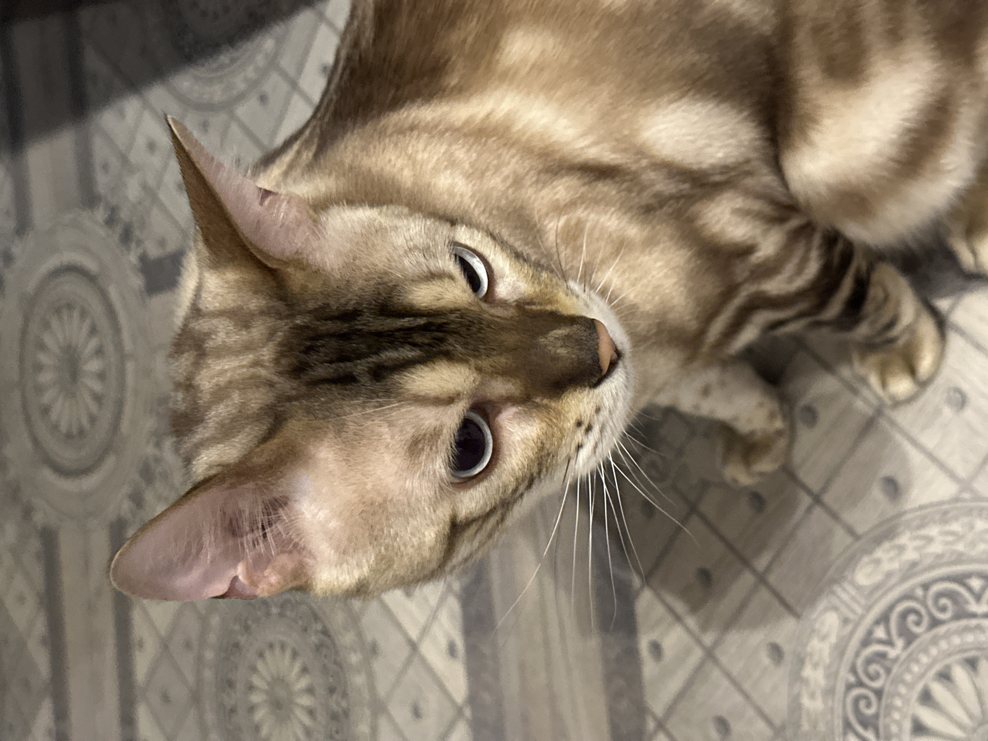 A close-up, high-angle shot shows a tan and brown tabby cat with blue eyes sitting on a patterned floor. The cat's fur has dark stripes and spots. The floor has a diamond pattern with circular designs. The cat is looking downwards, slightly to its left. The lighting suggests an indoor setting, possibly a home. The image was taken in Energetik, Russia.