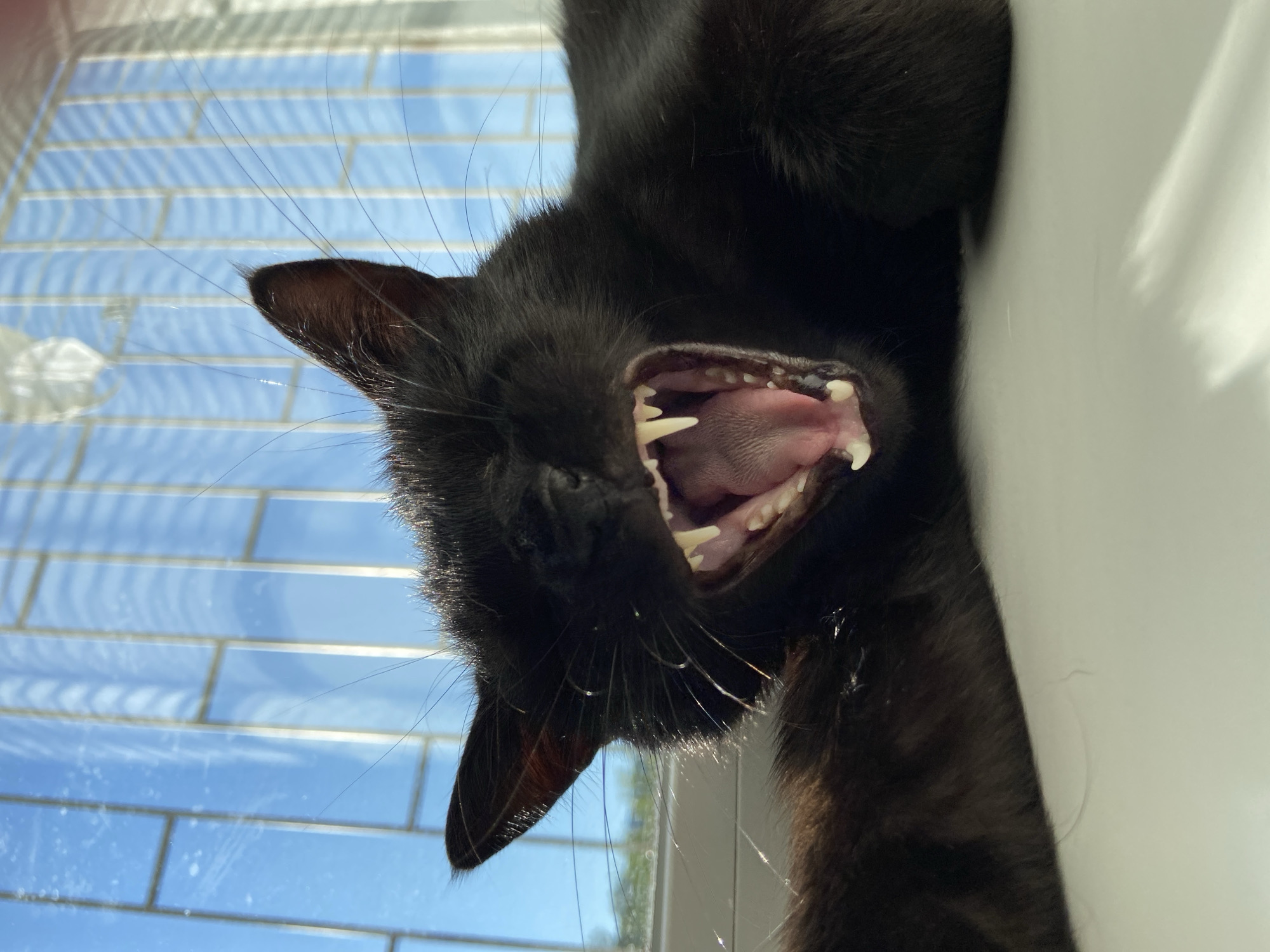 A black cat yawns wide, revealing sharp white teeth and a pink tongue. The cat is lying down on a white surface, possibly a windowsill, with its front paws outstretched. In the background, a bright blue sky is visible through a window with a grid pattern of vertical and horizontal bars. Sunlight streams in, creating reflections and highlights on the cat's fur and whiskers.
